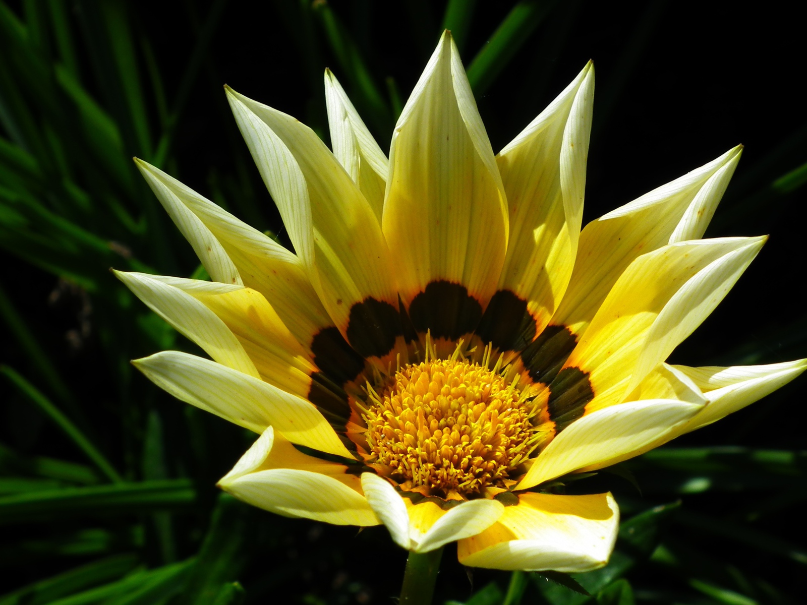 Крупная желтая газания на клумбе