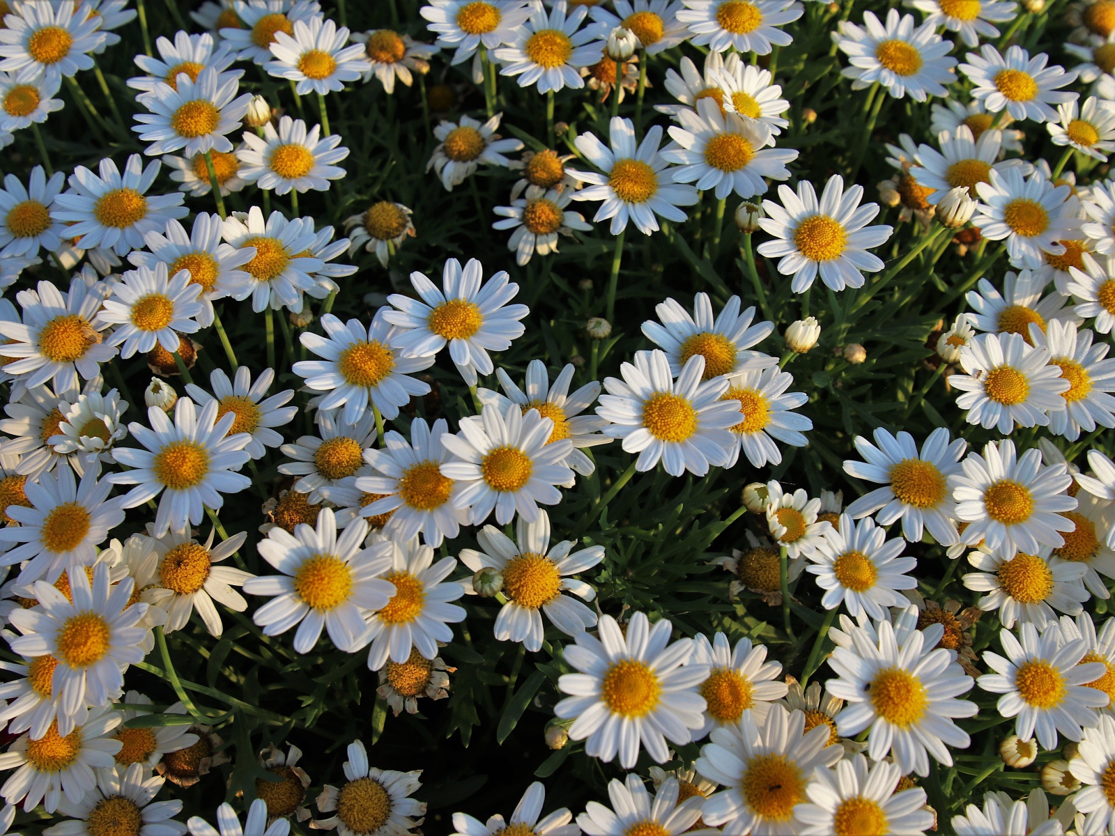 Много маленьких белых ромашек на клумбе