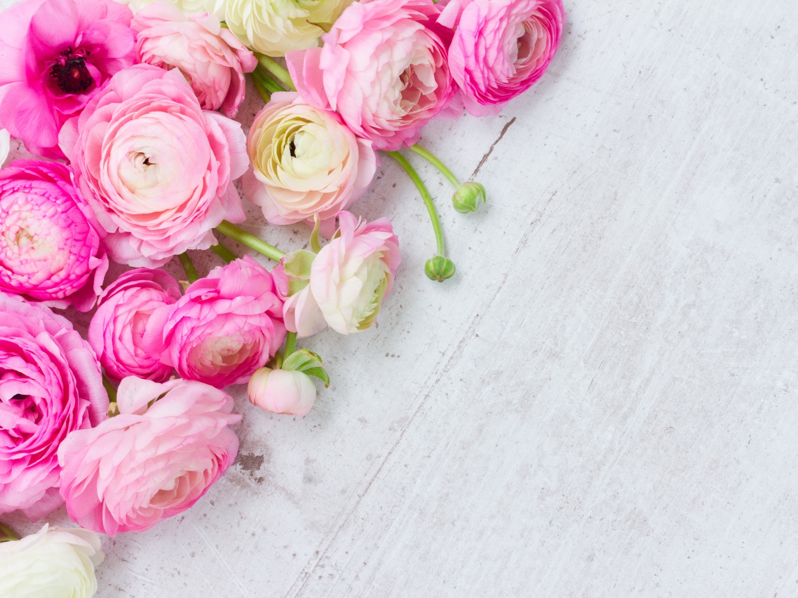 Много розовых лютиков на сером столе