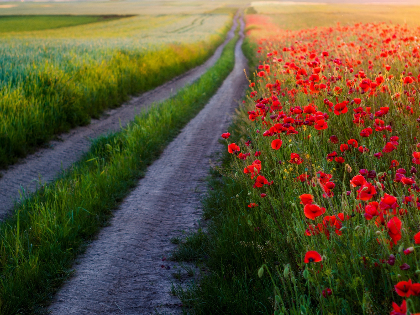 Много красных маков в поле у дороги