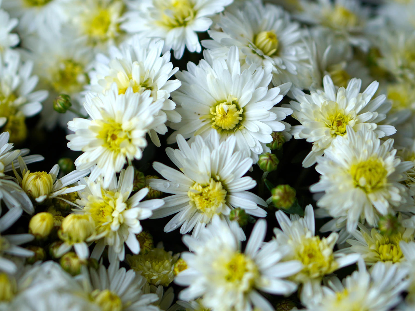 Много белых хризантем крупным планом