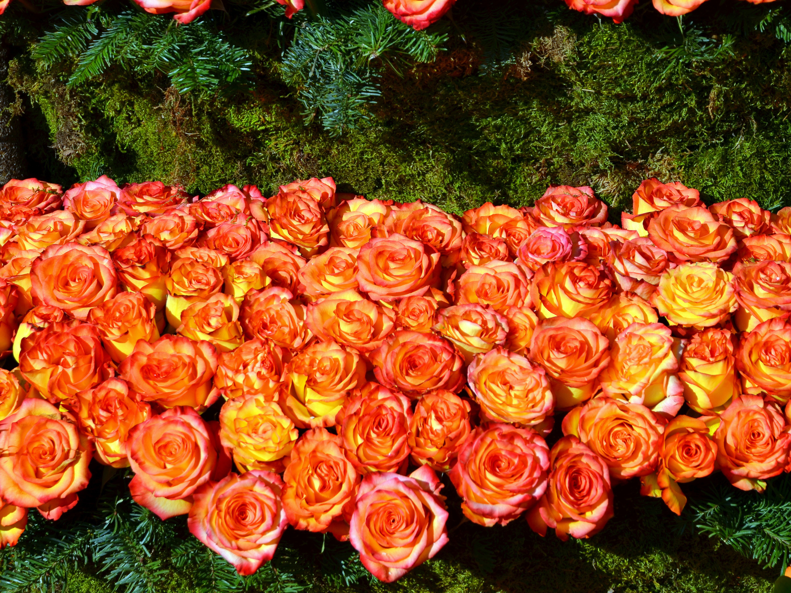 Много красивых оранжевых роз