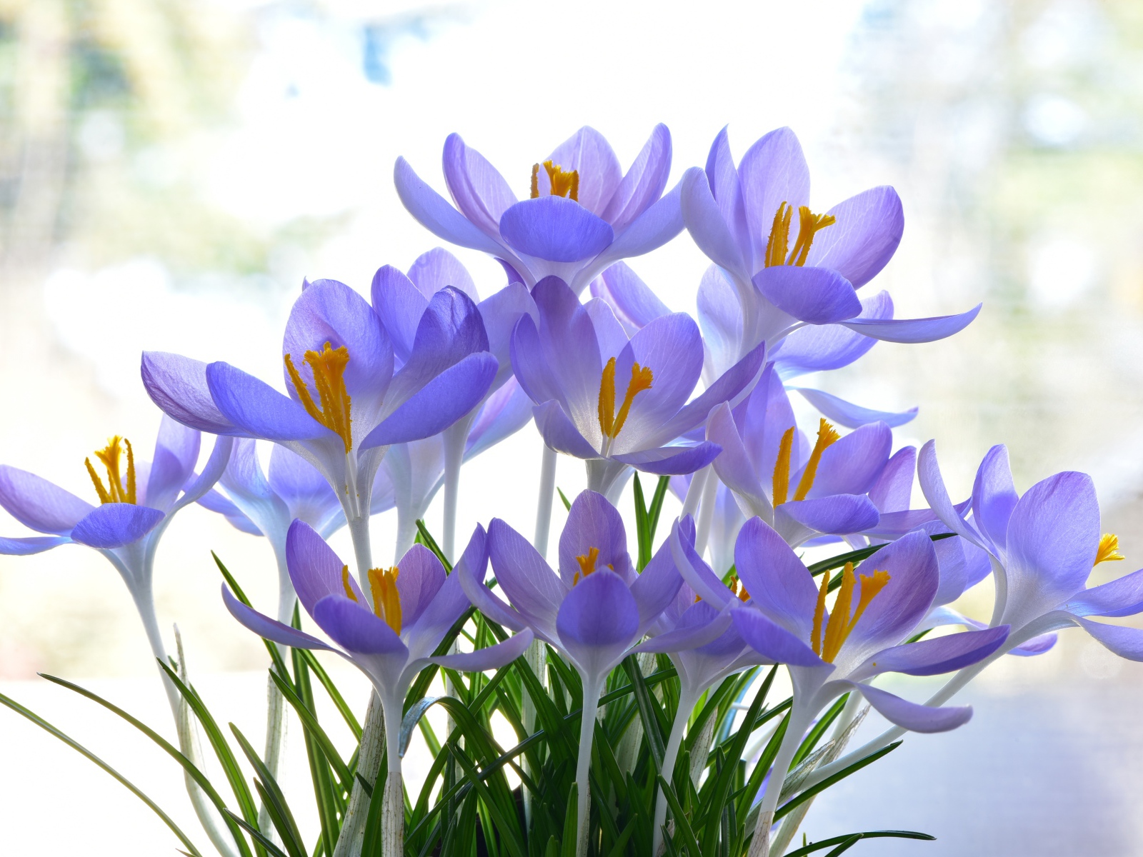 Много нежных сиреневых цветов крокуса 