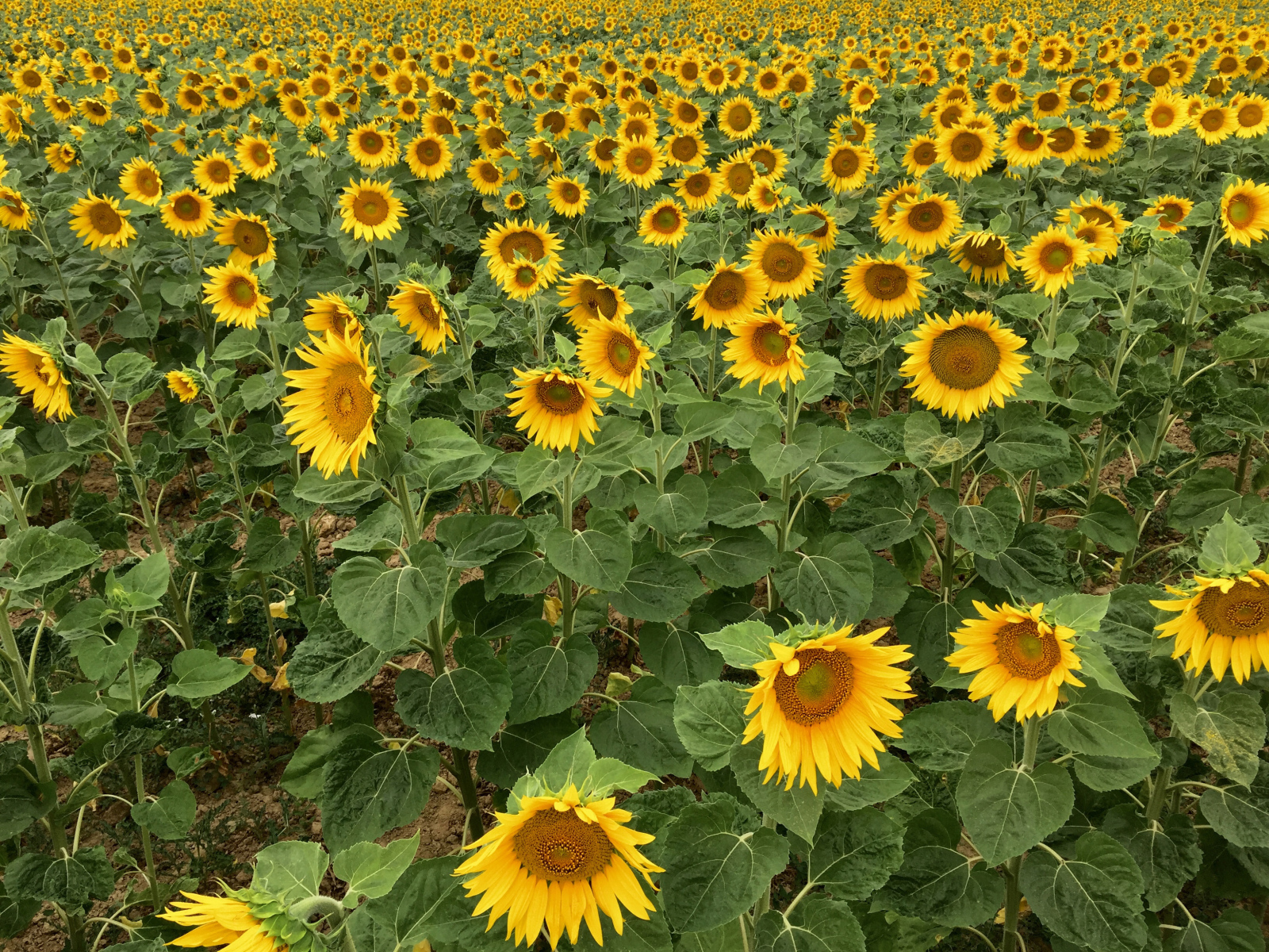 Много желтых цветущих подсолнухов на поле