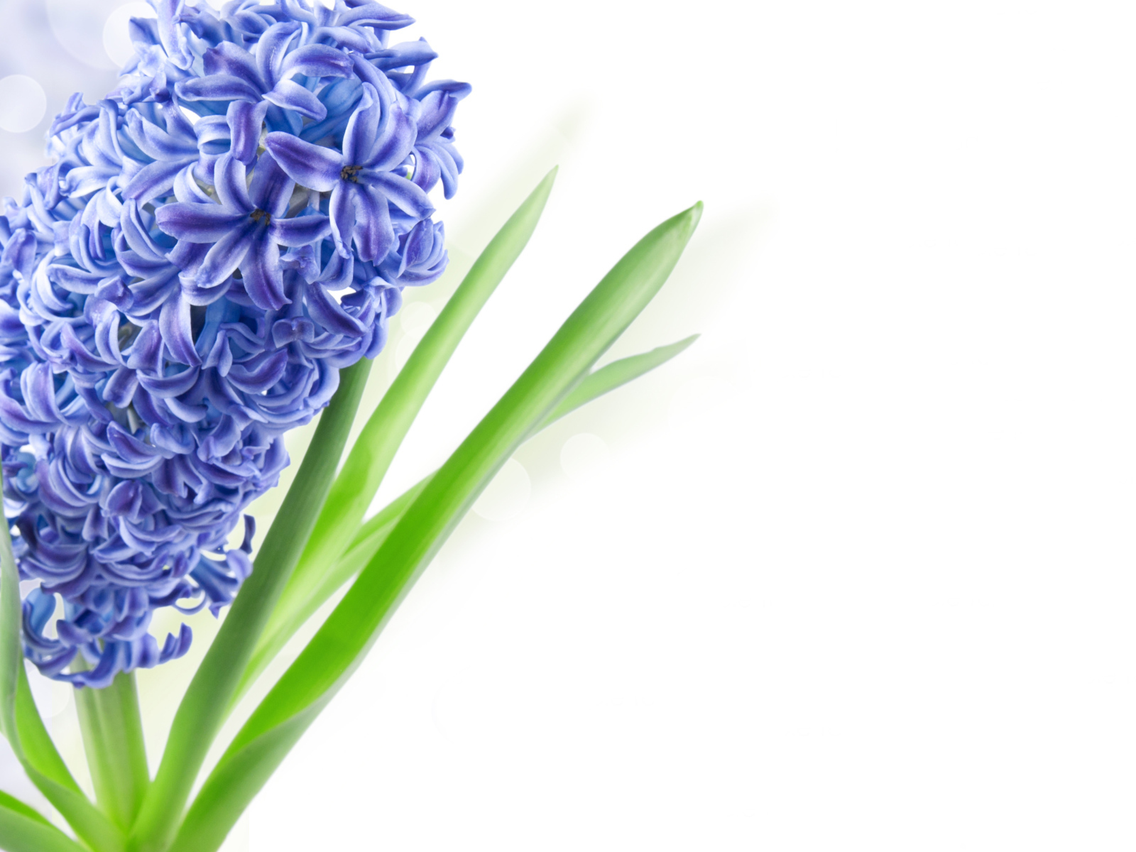 Один цветок голубого гиацинта на белом фоне