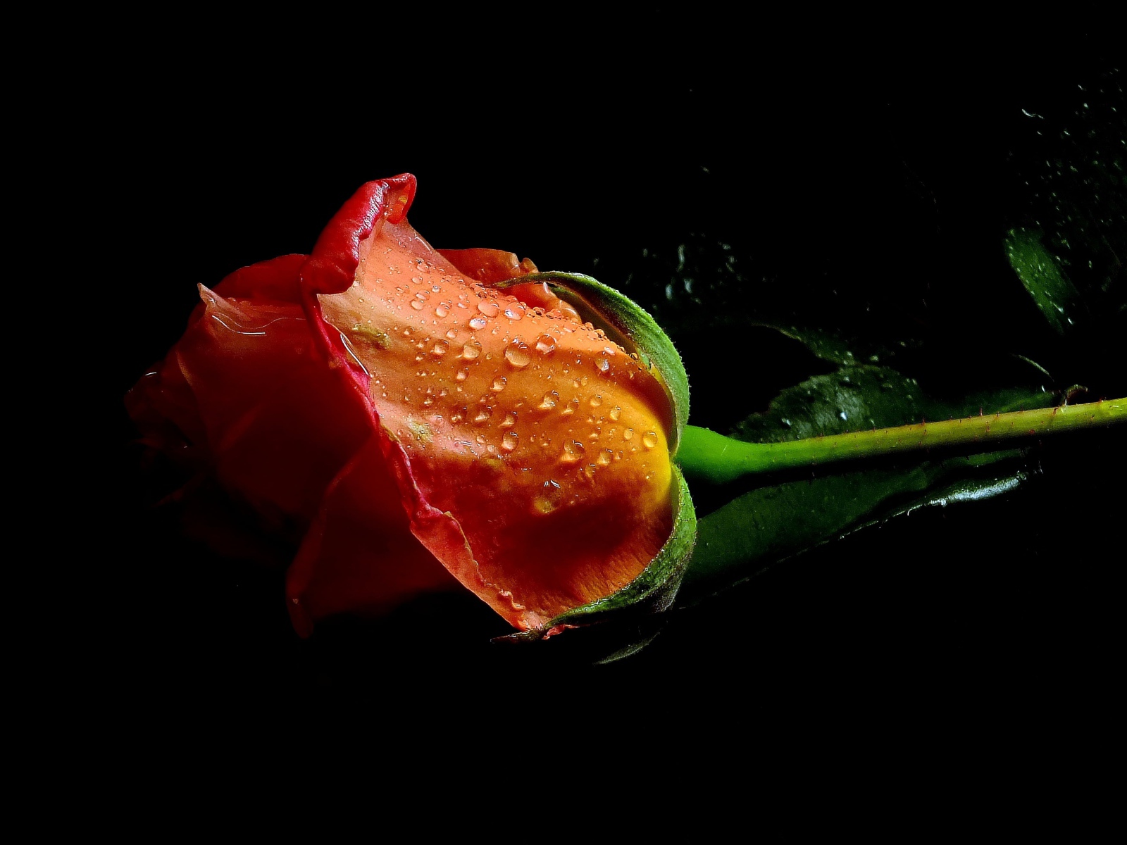 Оранжевая роза в каплях воды на черном фоне