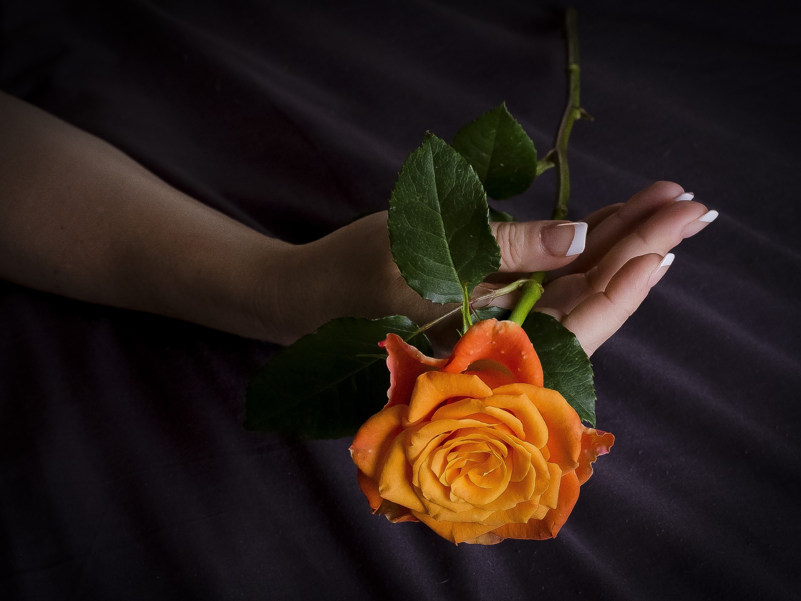 Оранжевая роза в руке у женщины 