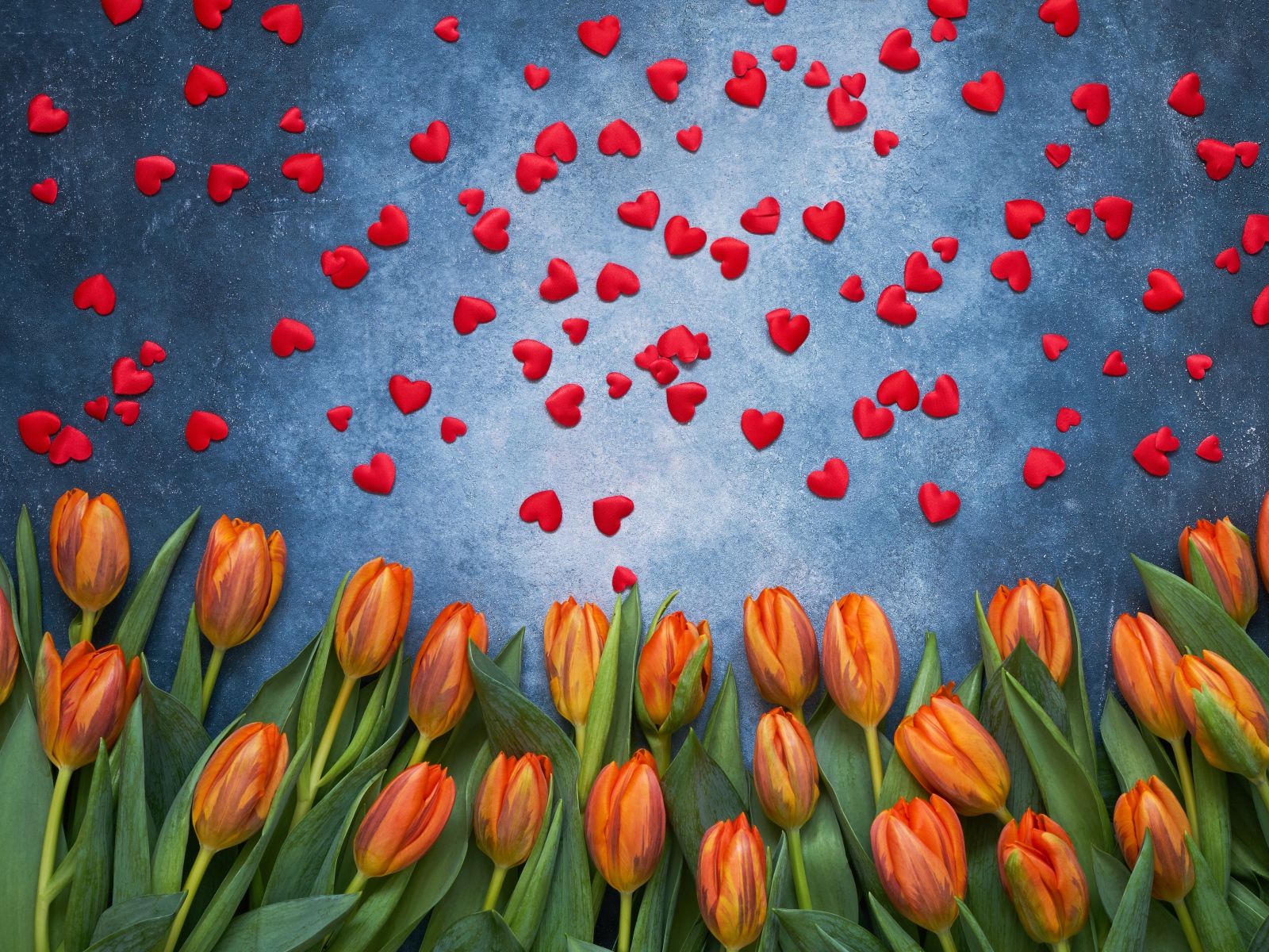 Оранжевые тюльпаны на сером фоне с красными сердечками