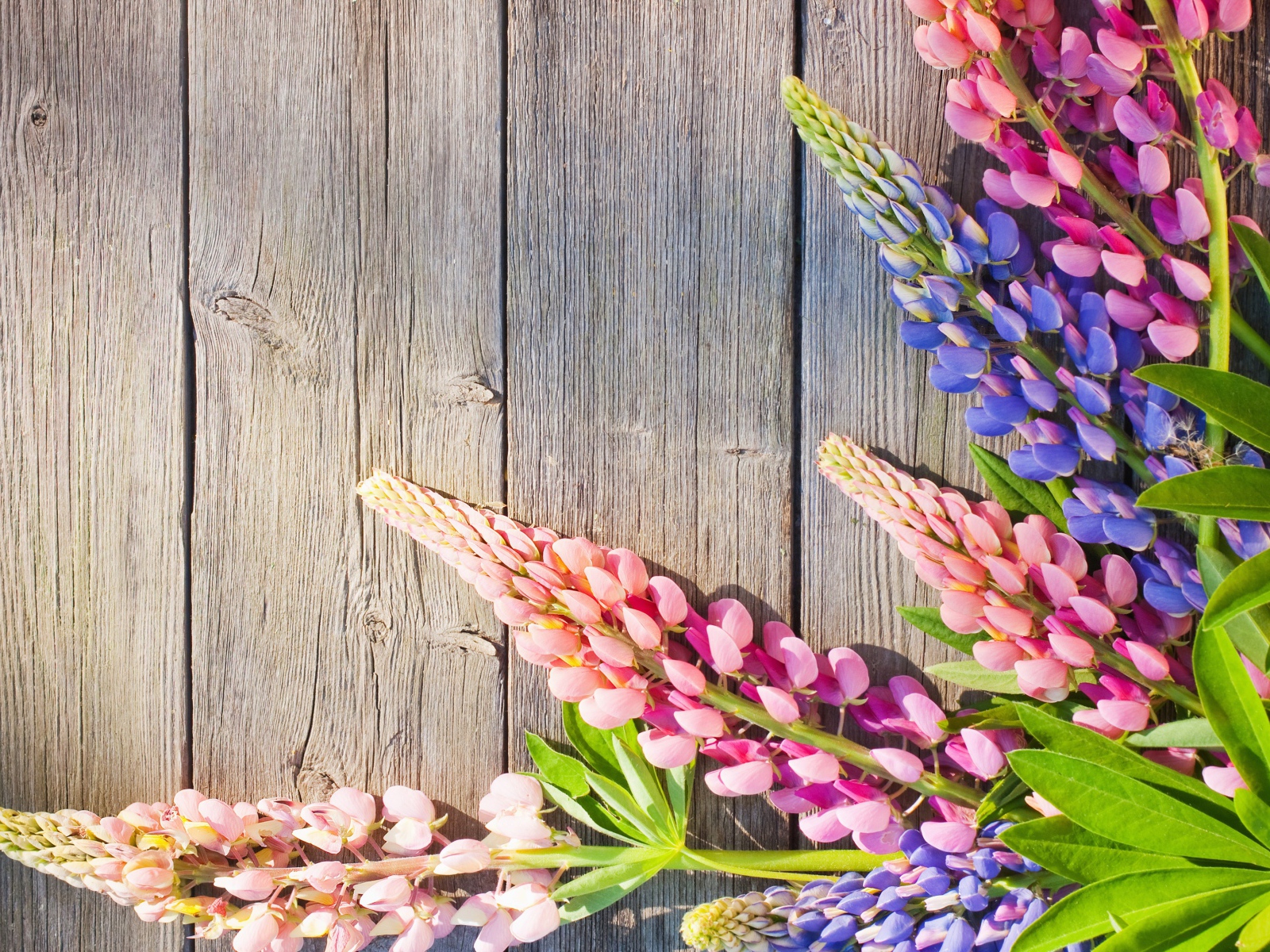 Розовые и синие люпины на деревянном фоне