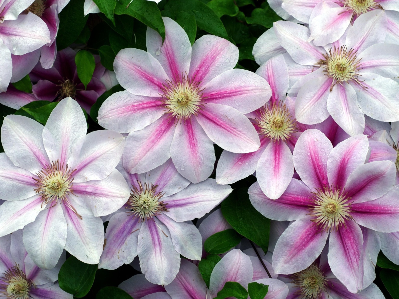 Pink and white clematis flowers