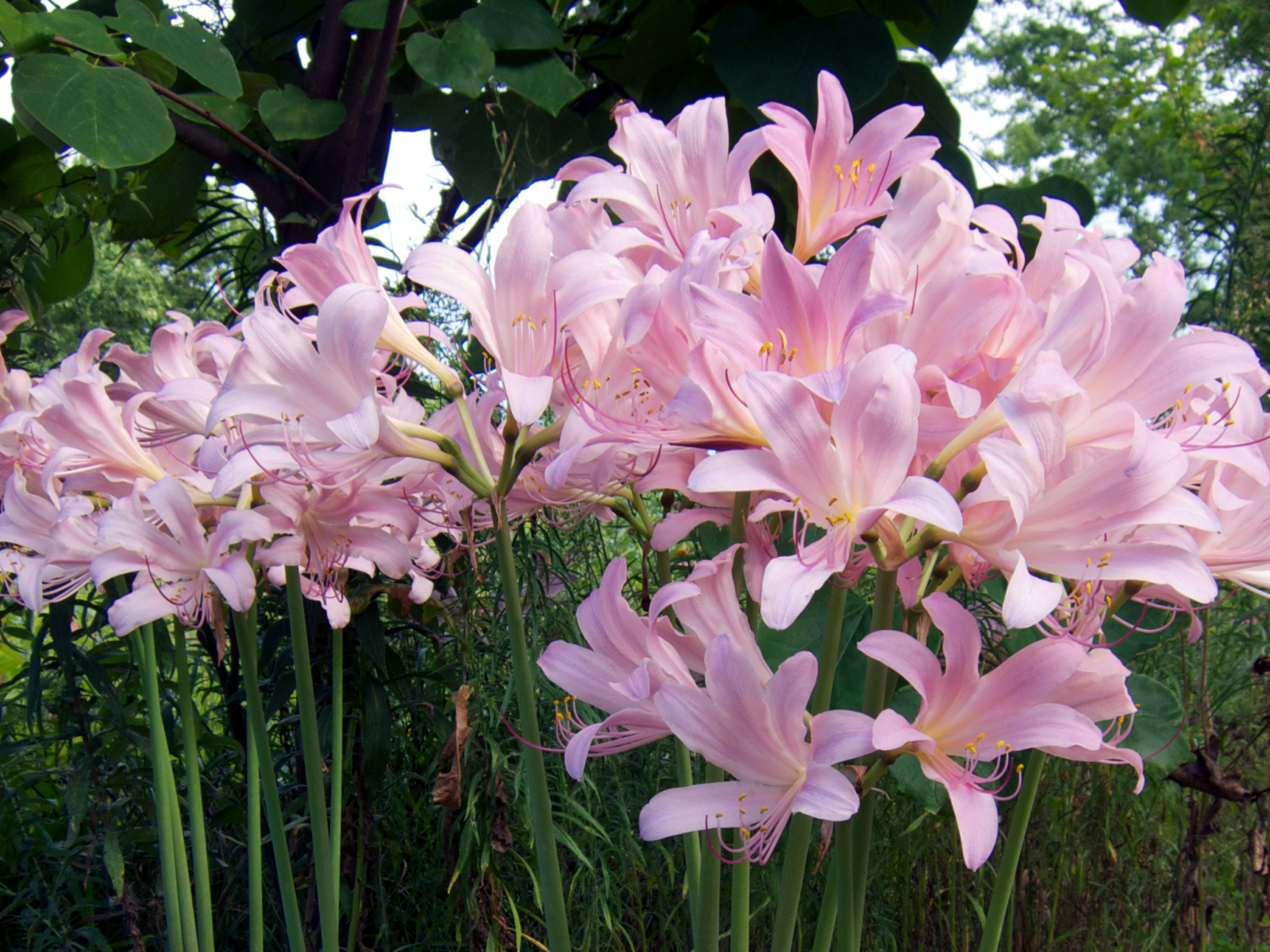 Розовые красивые лилии на клумбе