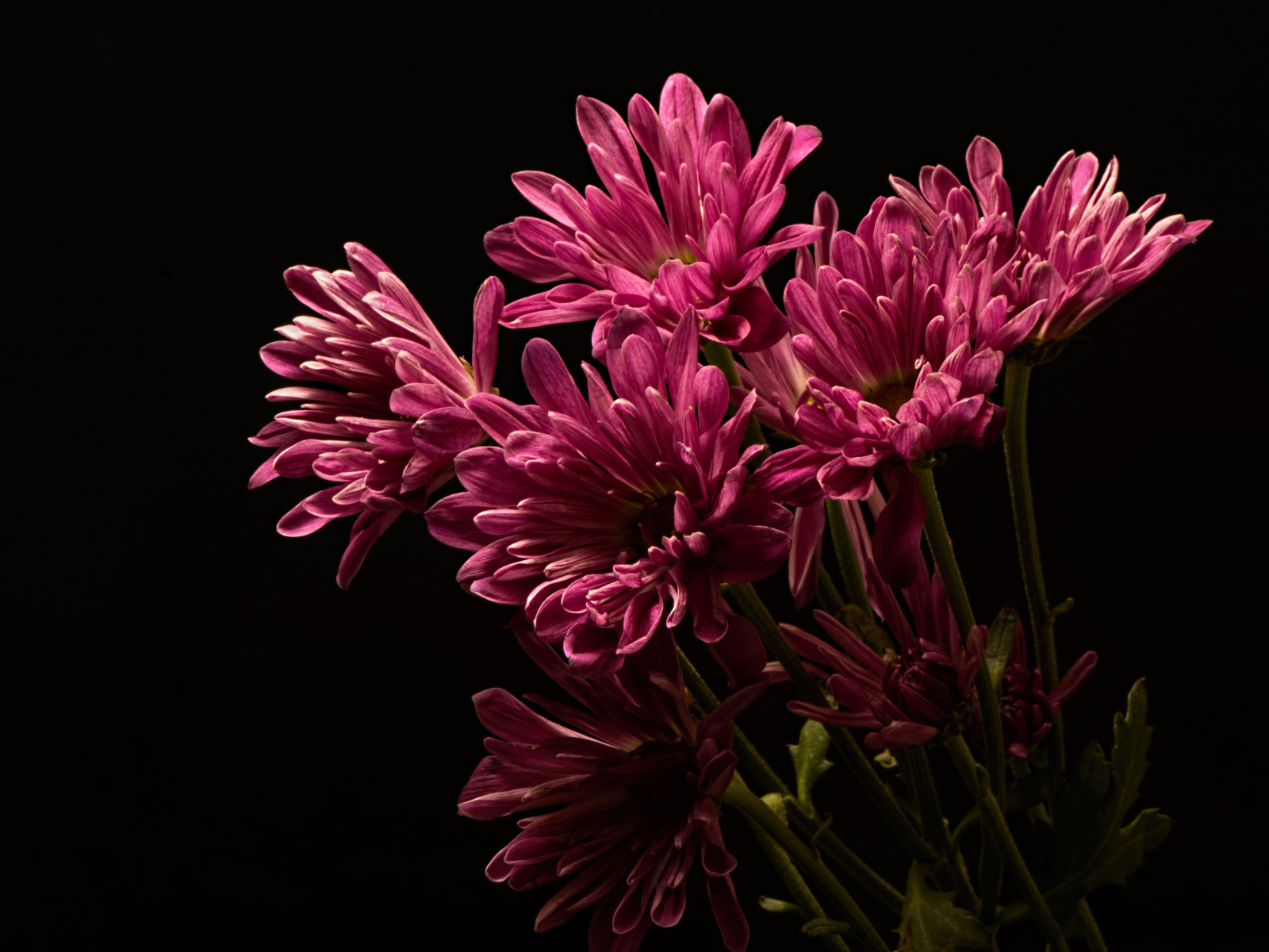 Розовые хризантемы на черном фоне