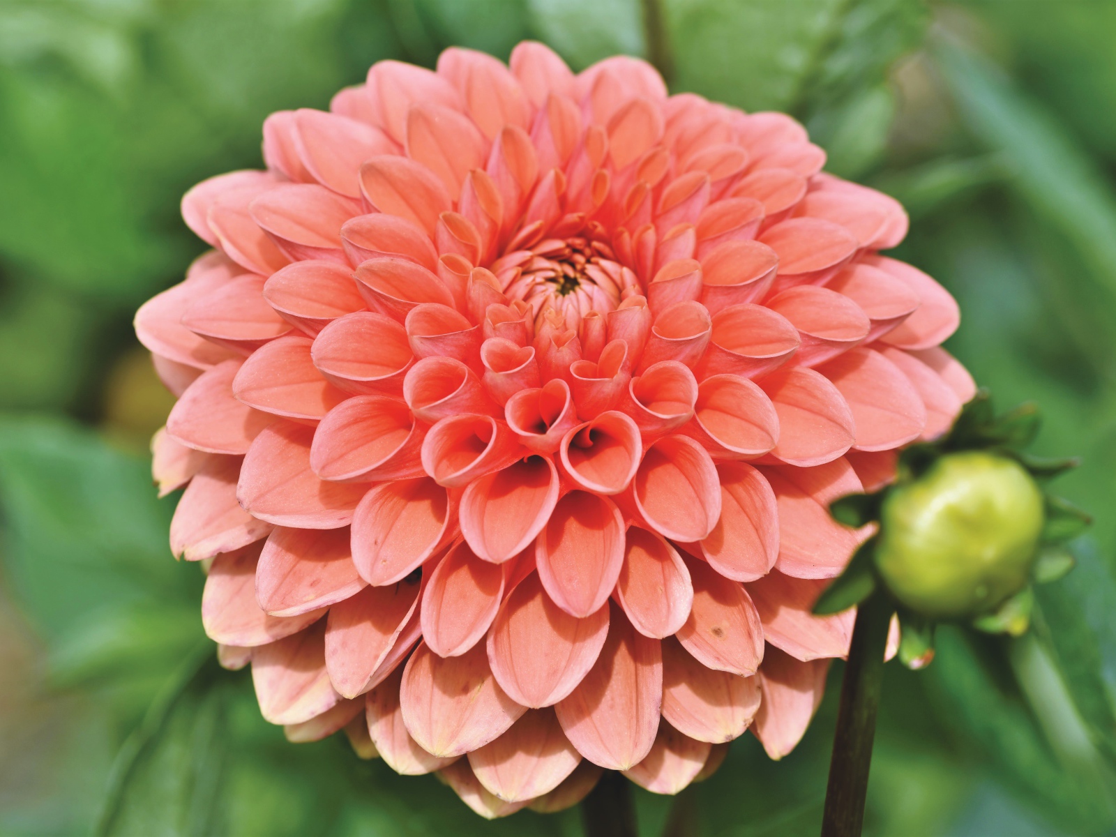 Розовая георгина с бутоном крупным планом