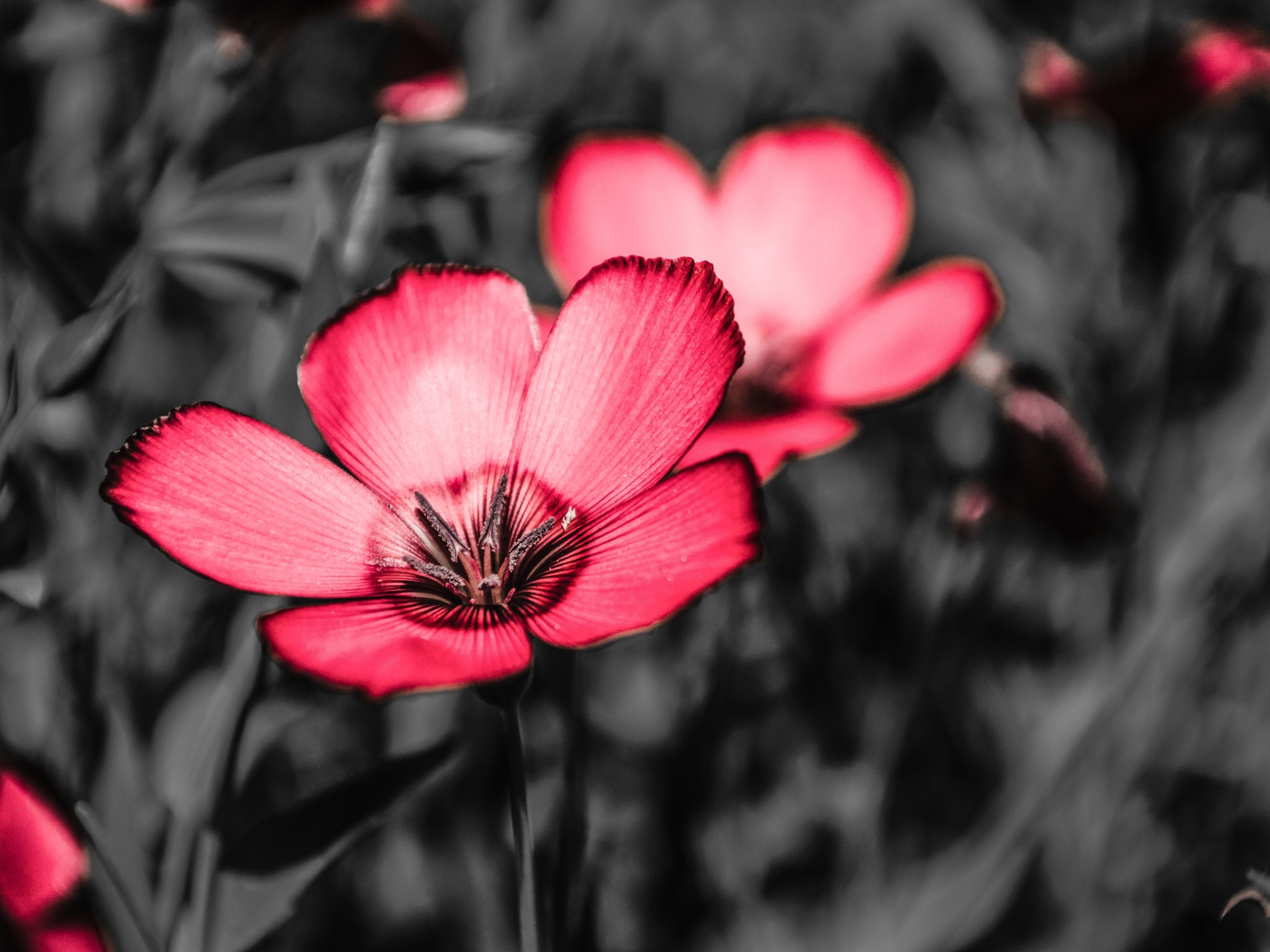 Розовые цветы на черном фоне крупным планом