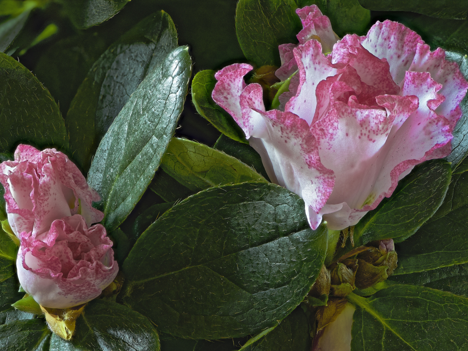 Розовые цветы рододендрон в зеленых листьях 