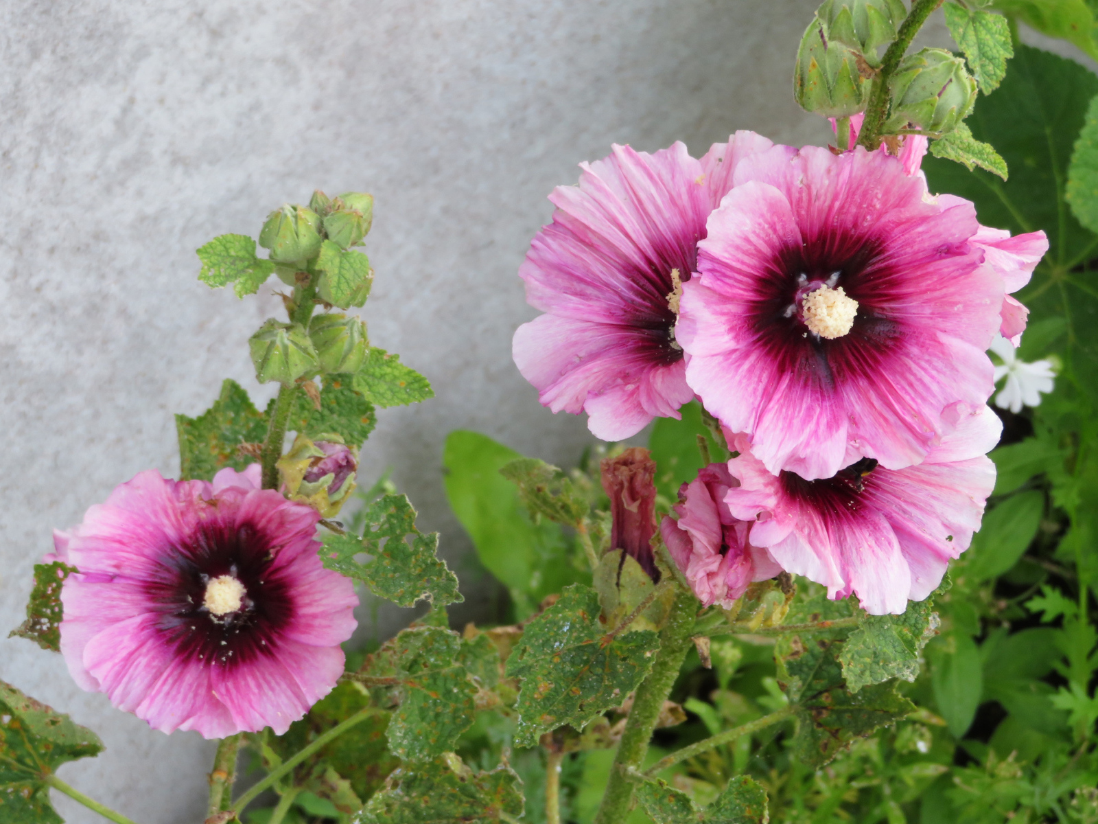 Розовые цветы мальва у стены