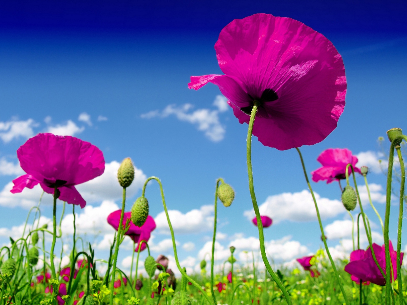 Розовые маки на фоне голубого неба 