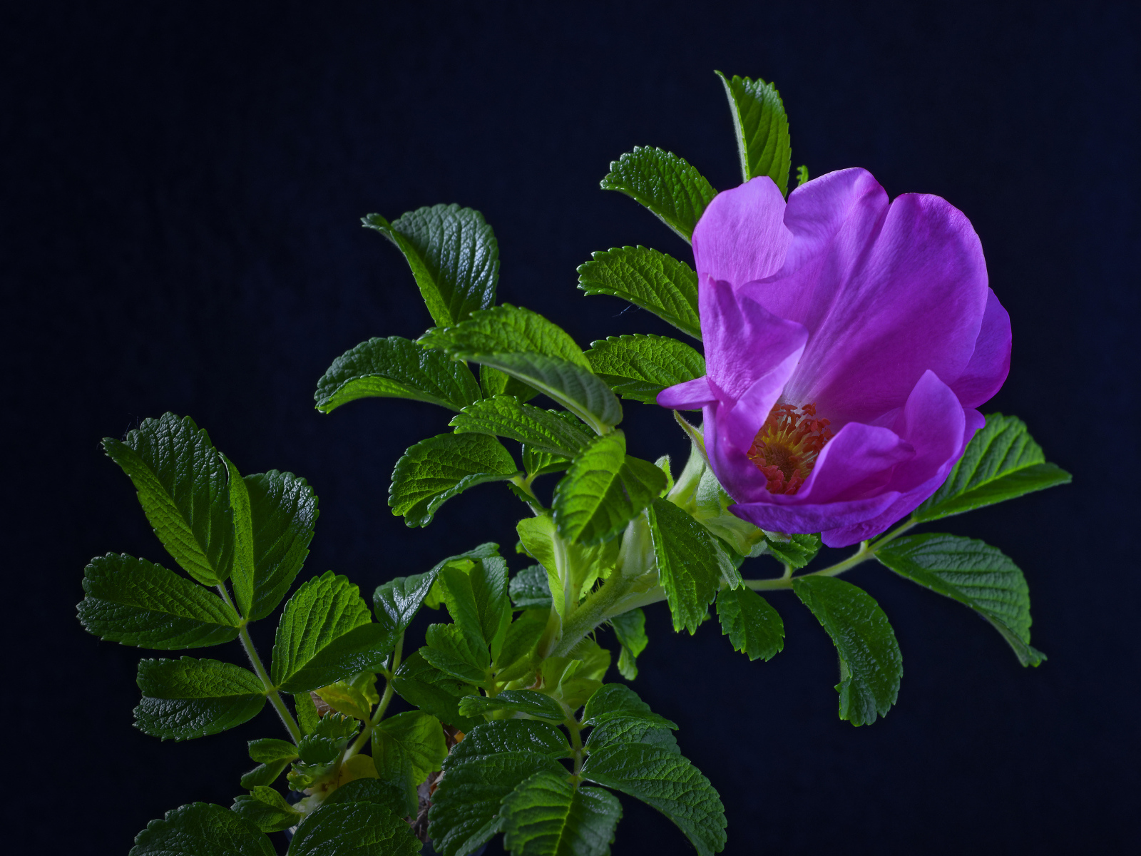 Розовая роза с зелеными листьями на синем фоне