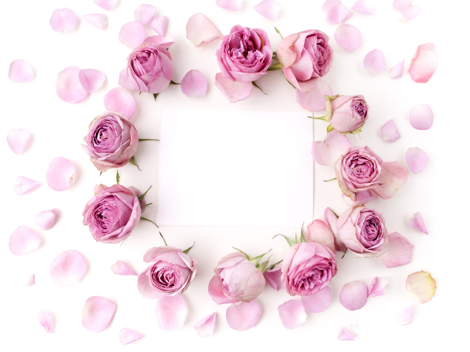 Розовые розы с лепестками на белом фоне с листом бумаги 