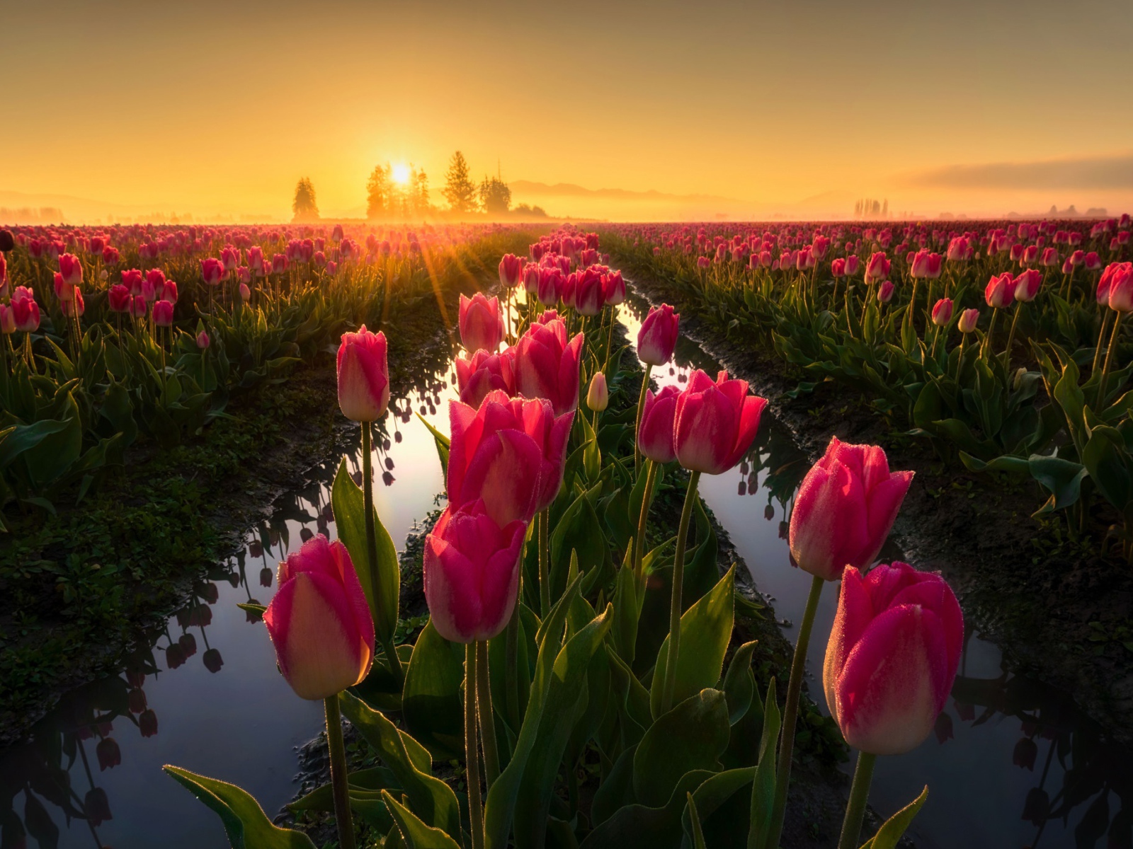 Розовые тюльпаны на рассвете после дождя 