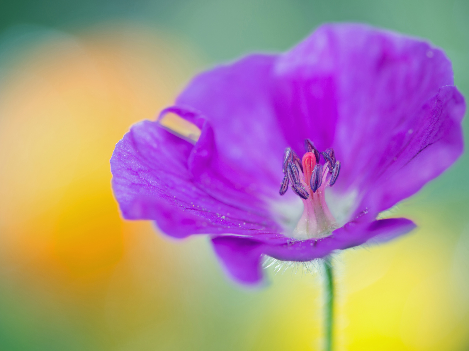 Фиолетовый цветок герани крупным планом