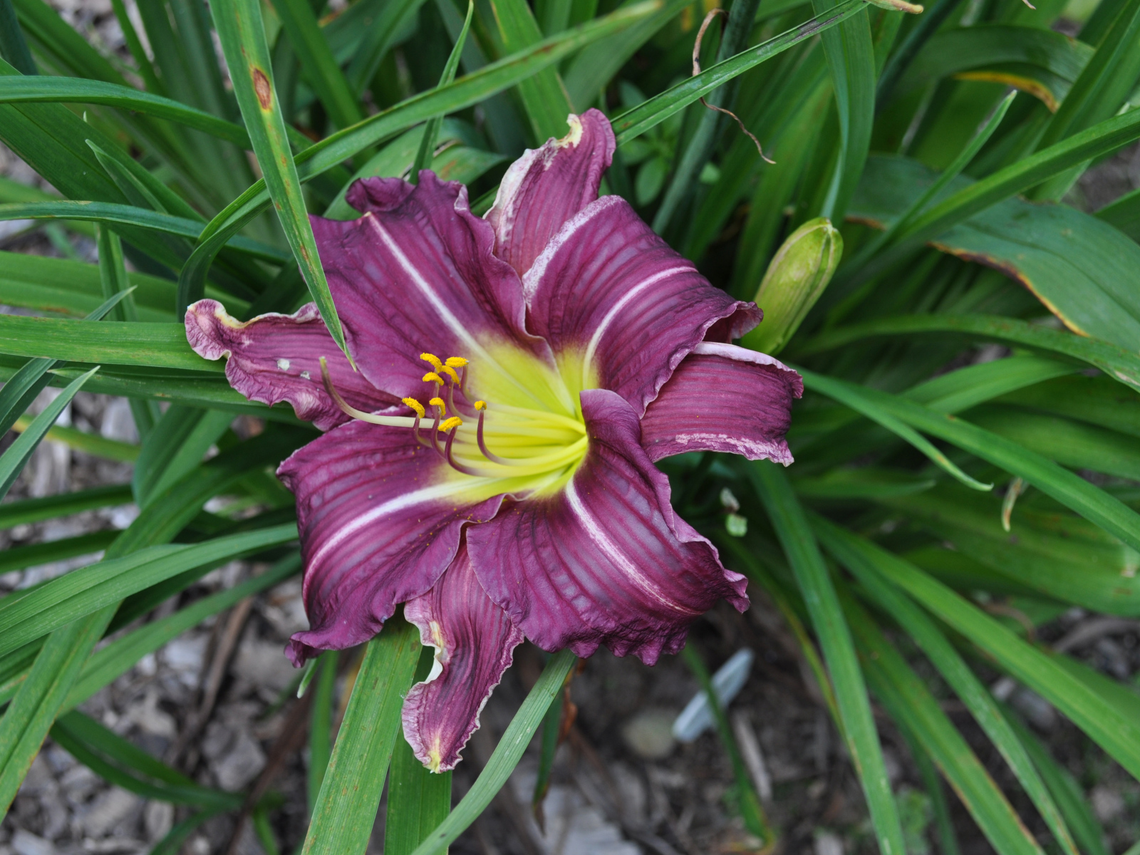 Фиолетовая лилия в зеленых листьях 