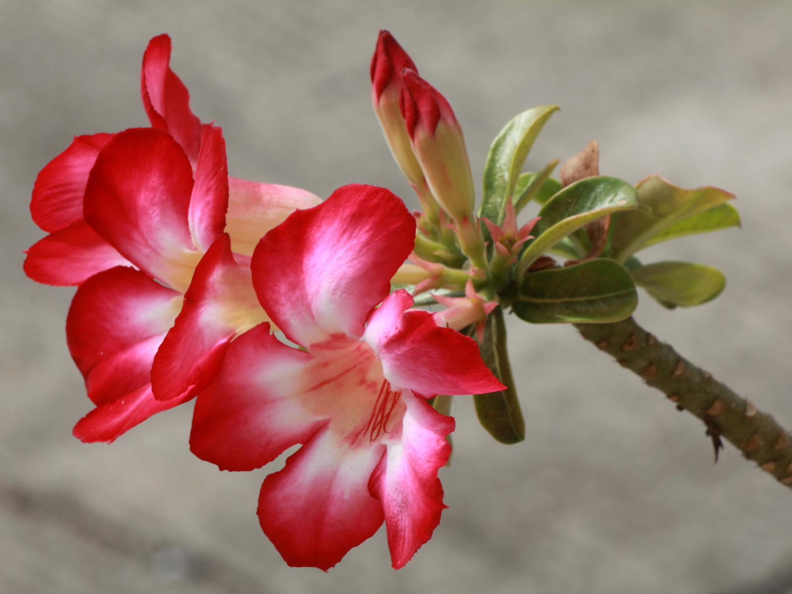 Красные с белым цветы кампсис с бутонами на ветке