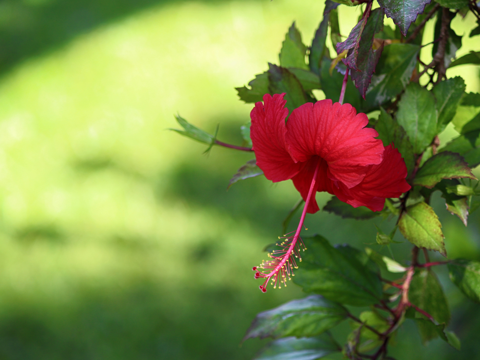 Красный цветок гибискуса с зелеными листьями