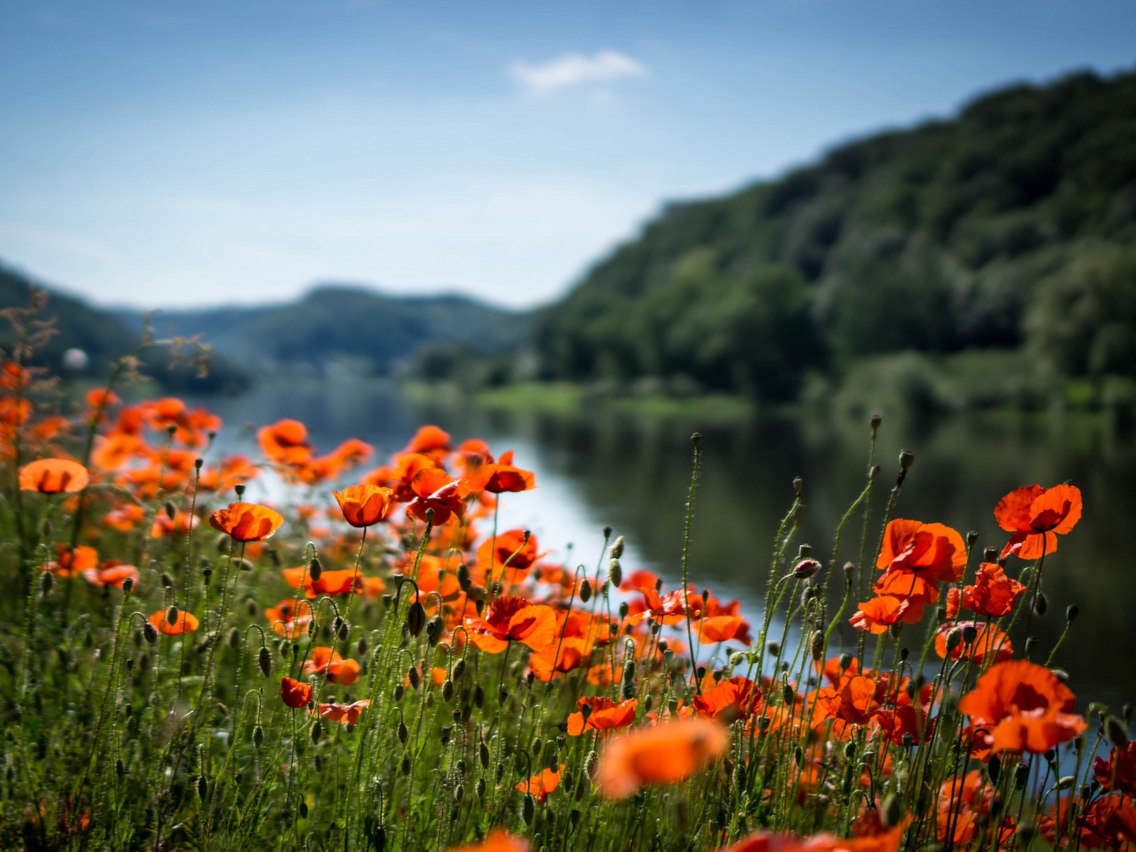 Красные маки в лучах солнца у реки