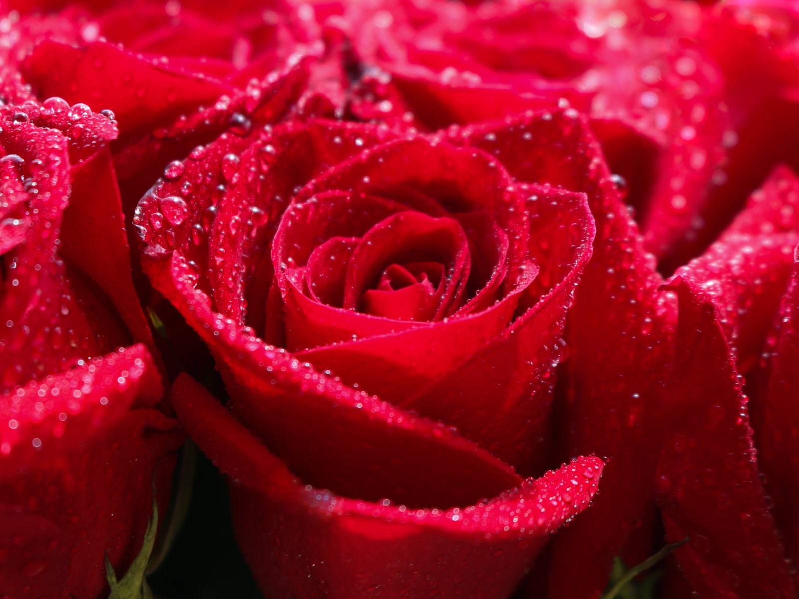 Бутоны красной розы в каплях росы крупным планом