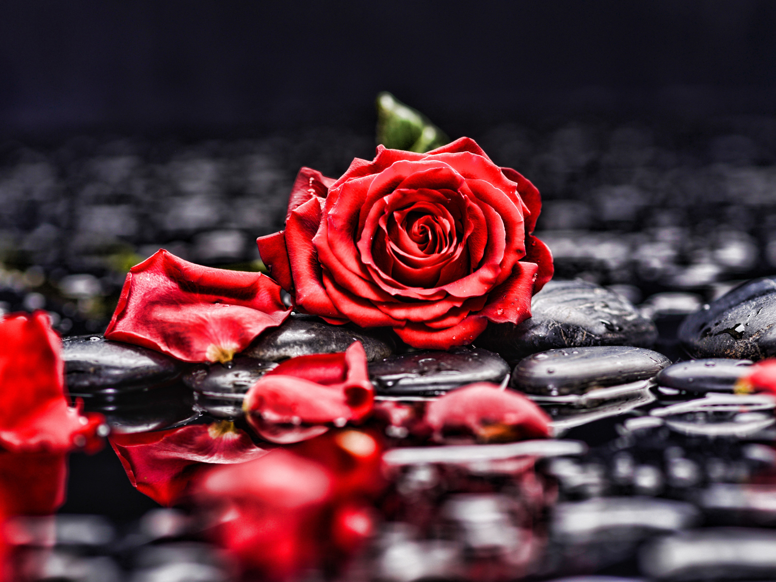 Красная роза с лепестками лежит на мокрых черных камнях