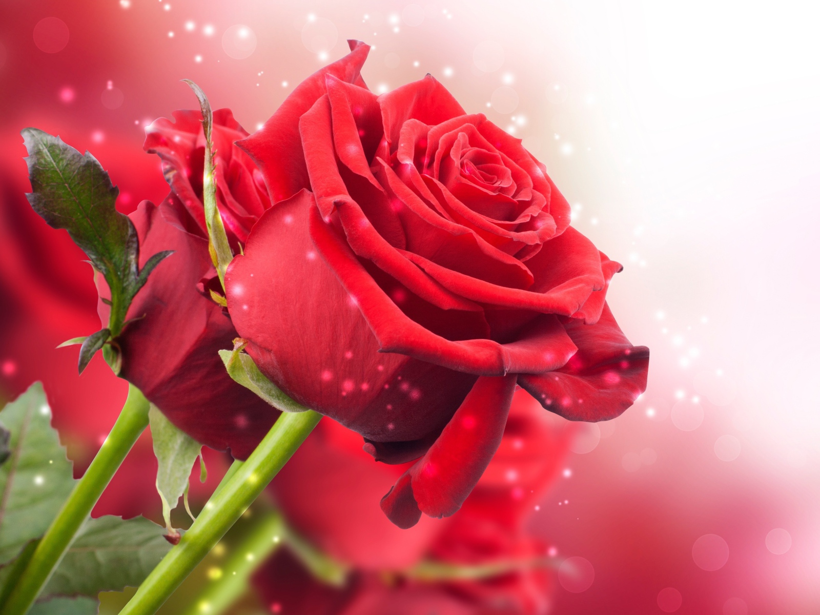 Красные розы на розовом фоне с боке