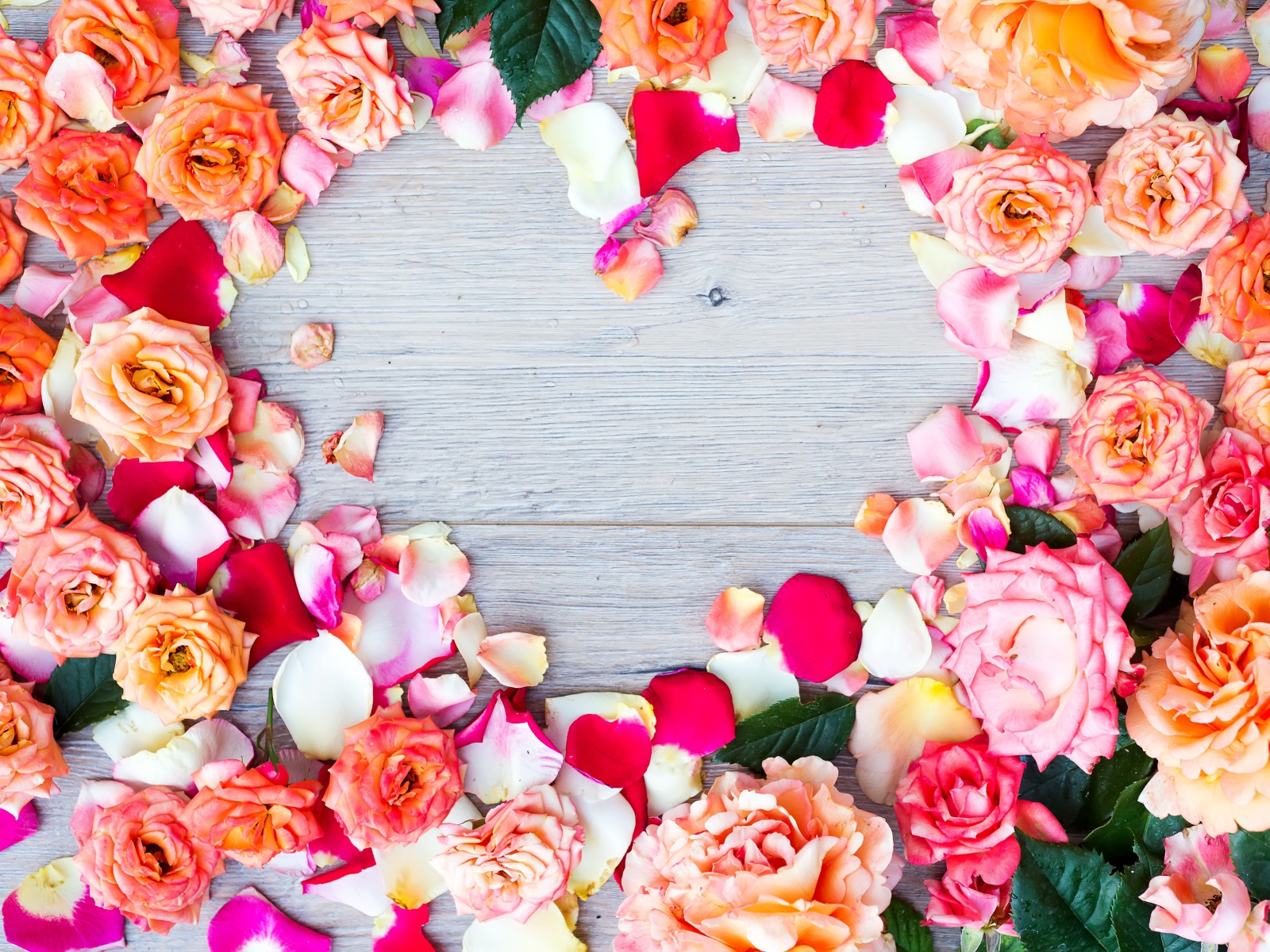 Бутоны роз на сером фоне крупным планом