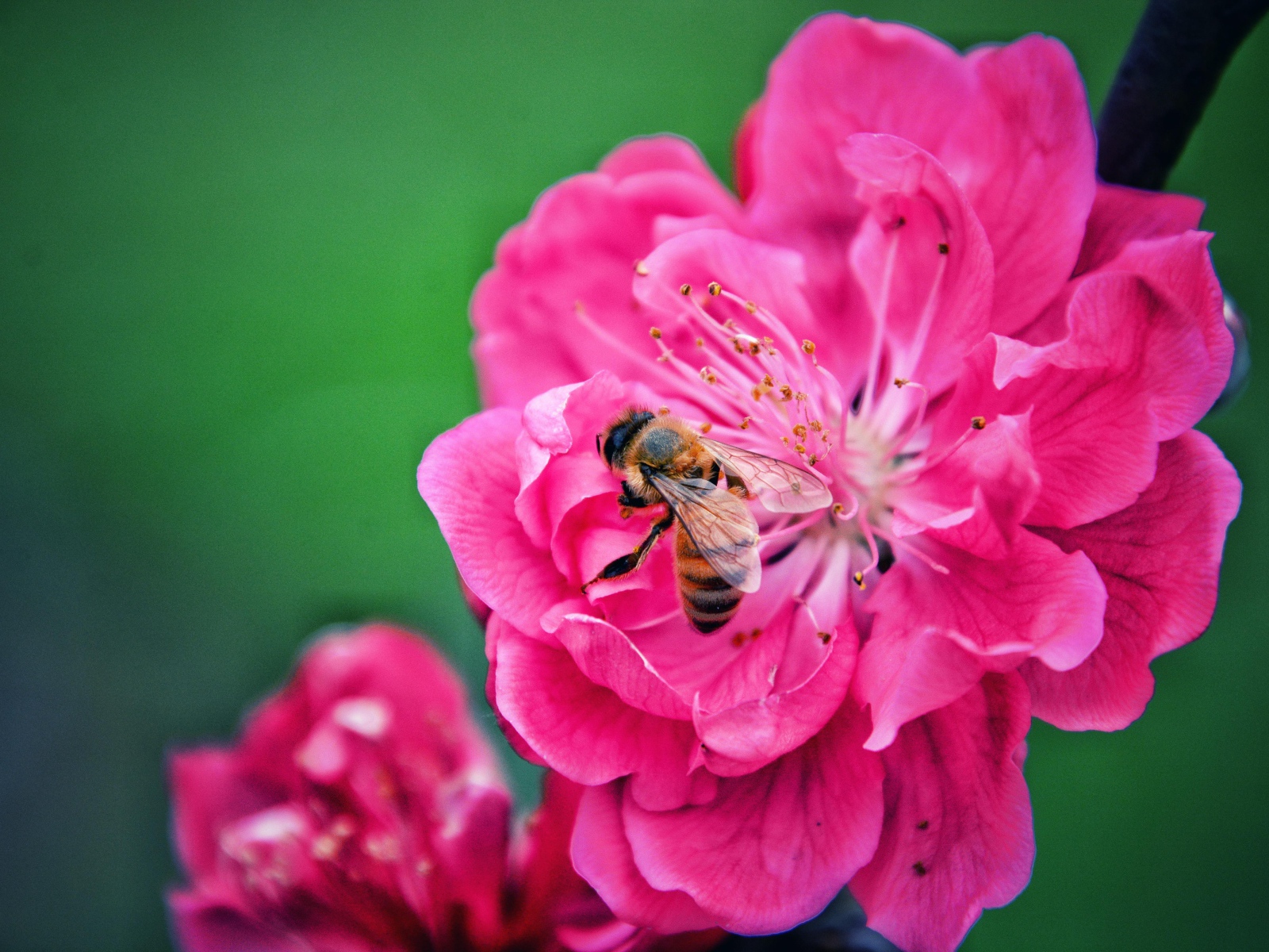 Пчела сидит на розовом цветке на зеленом фоне