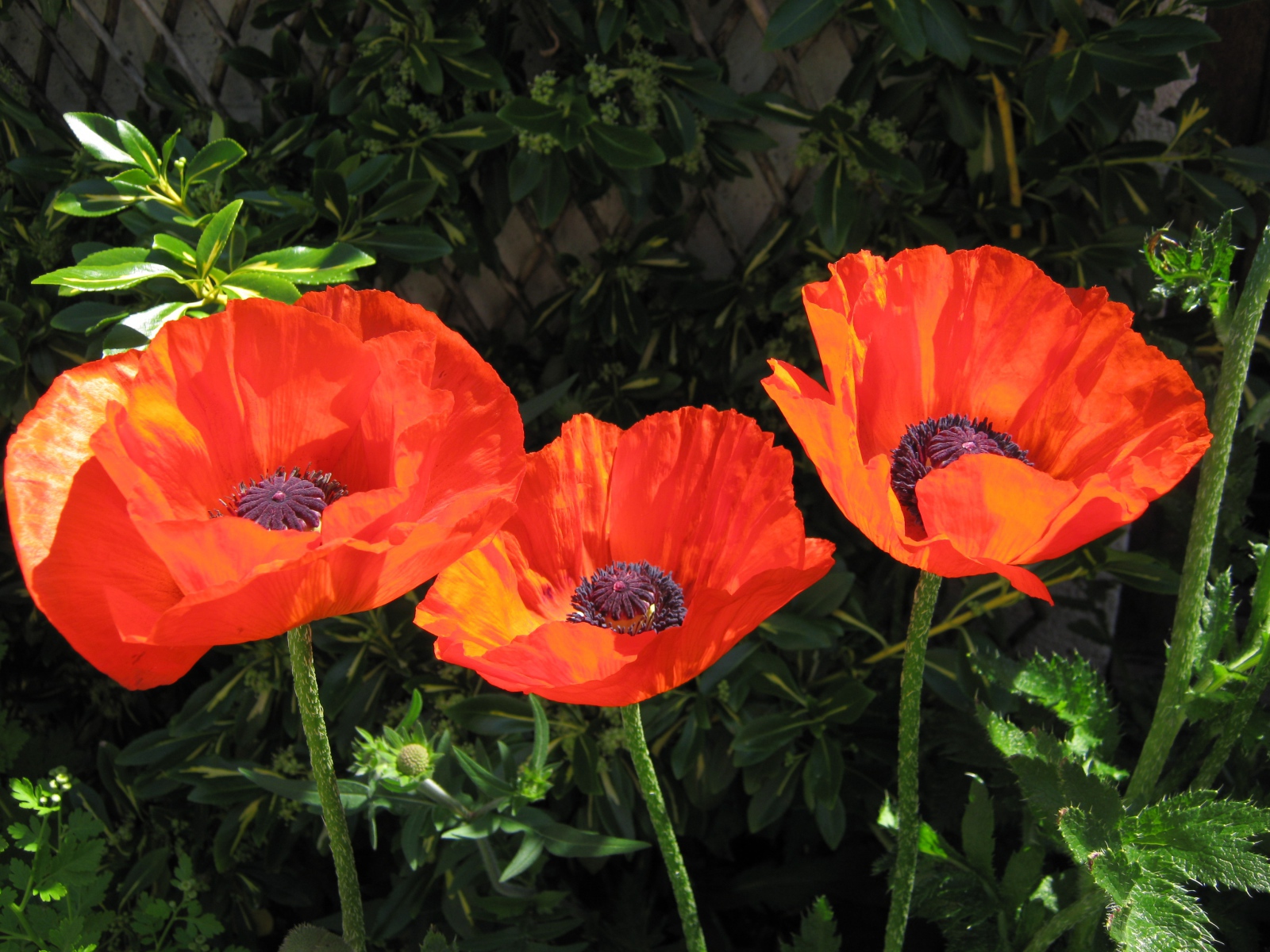 Три красивых красных мака в лучах солнца