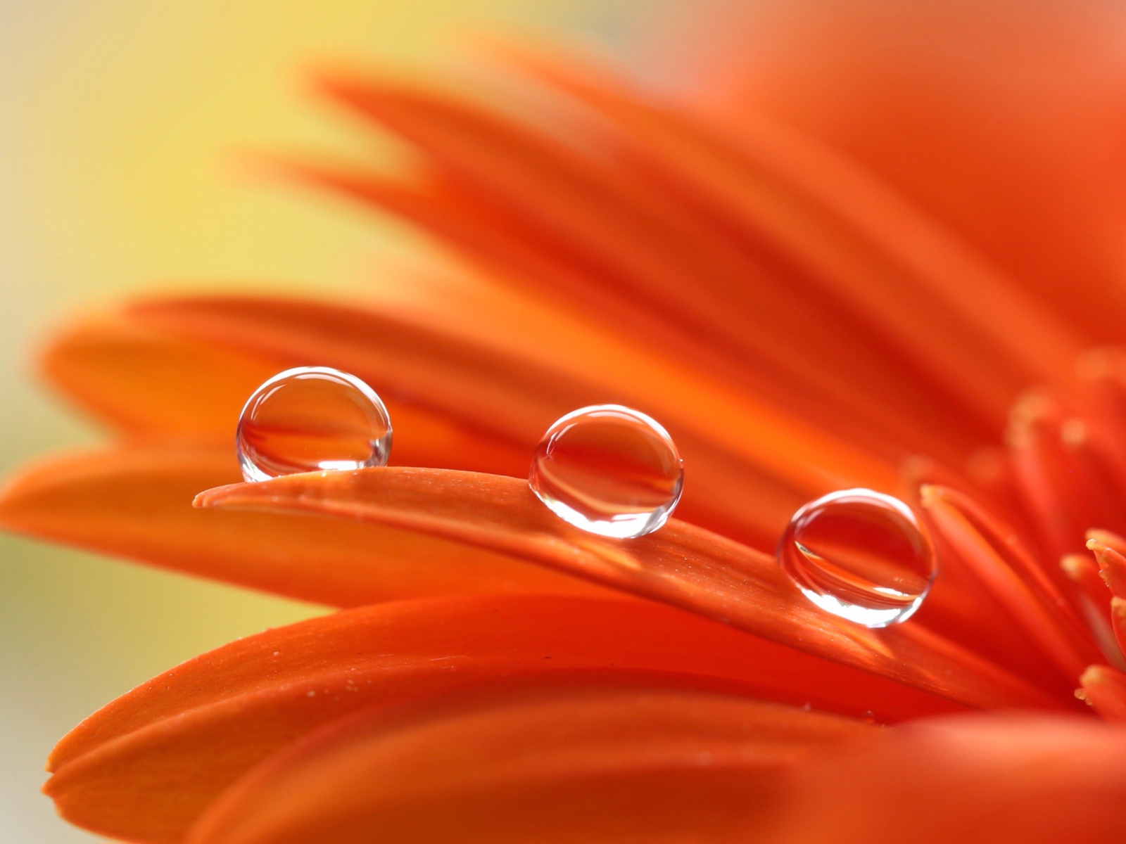 Три капли воды на лепестках оранжевой герберы