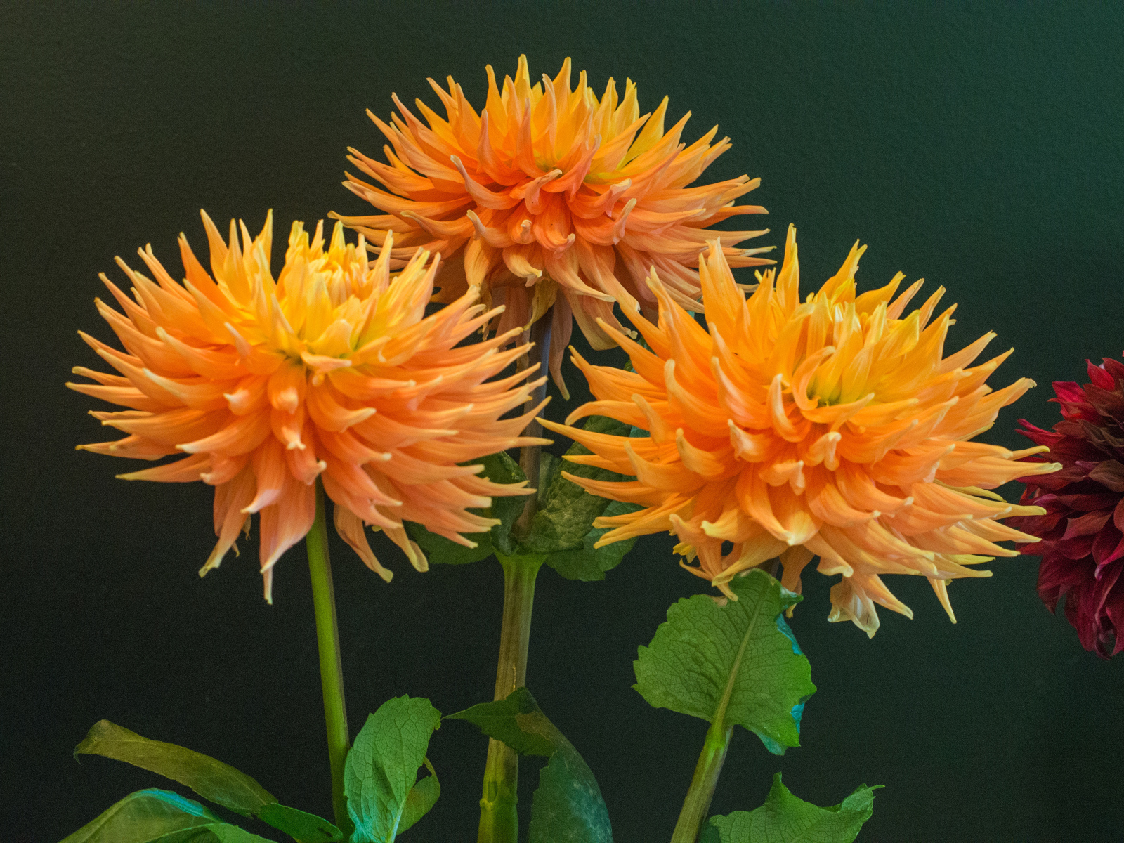 Три оранжевых георгины на фоне стены 