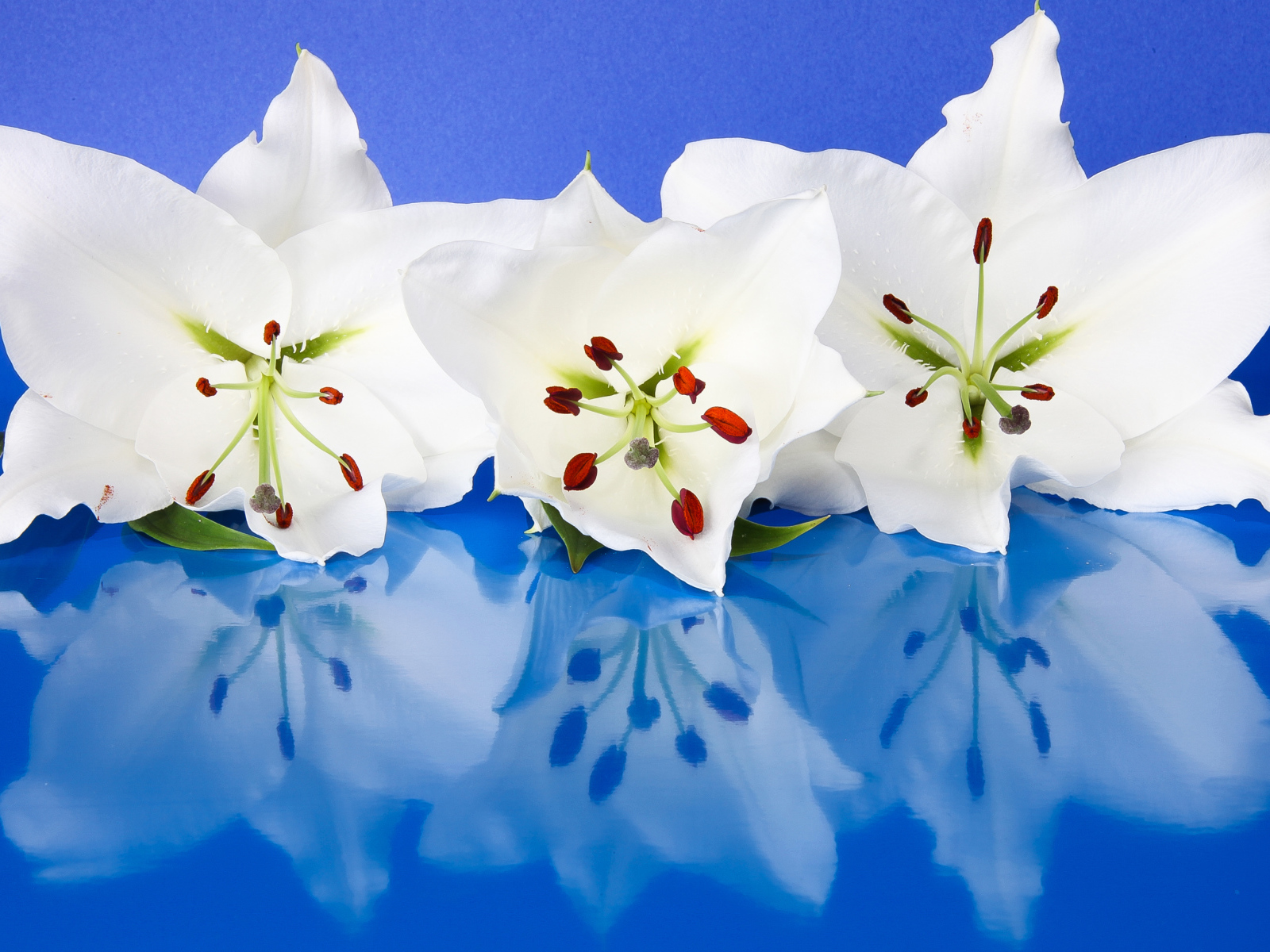 Три белые лилии отражаются в голубой поверхности 