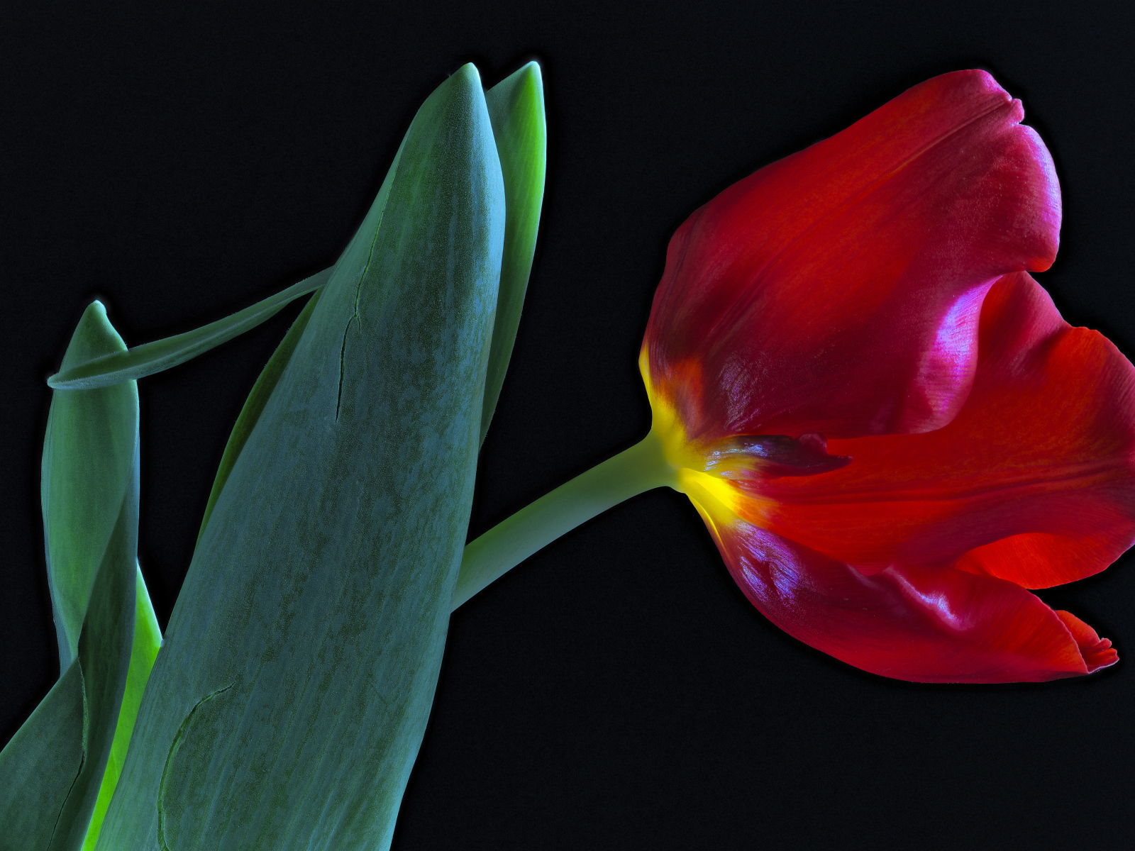 Тюльпан с зелеными листьями на черном фоне