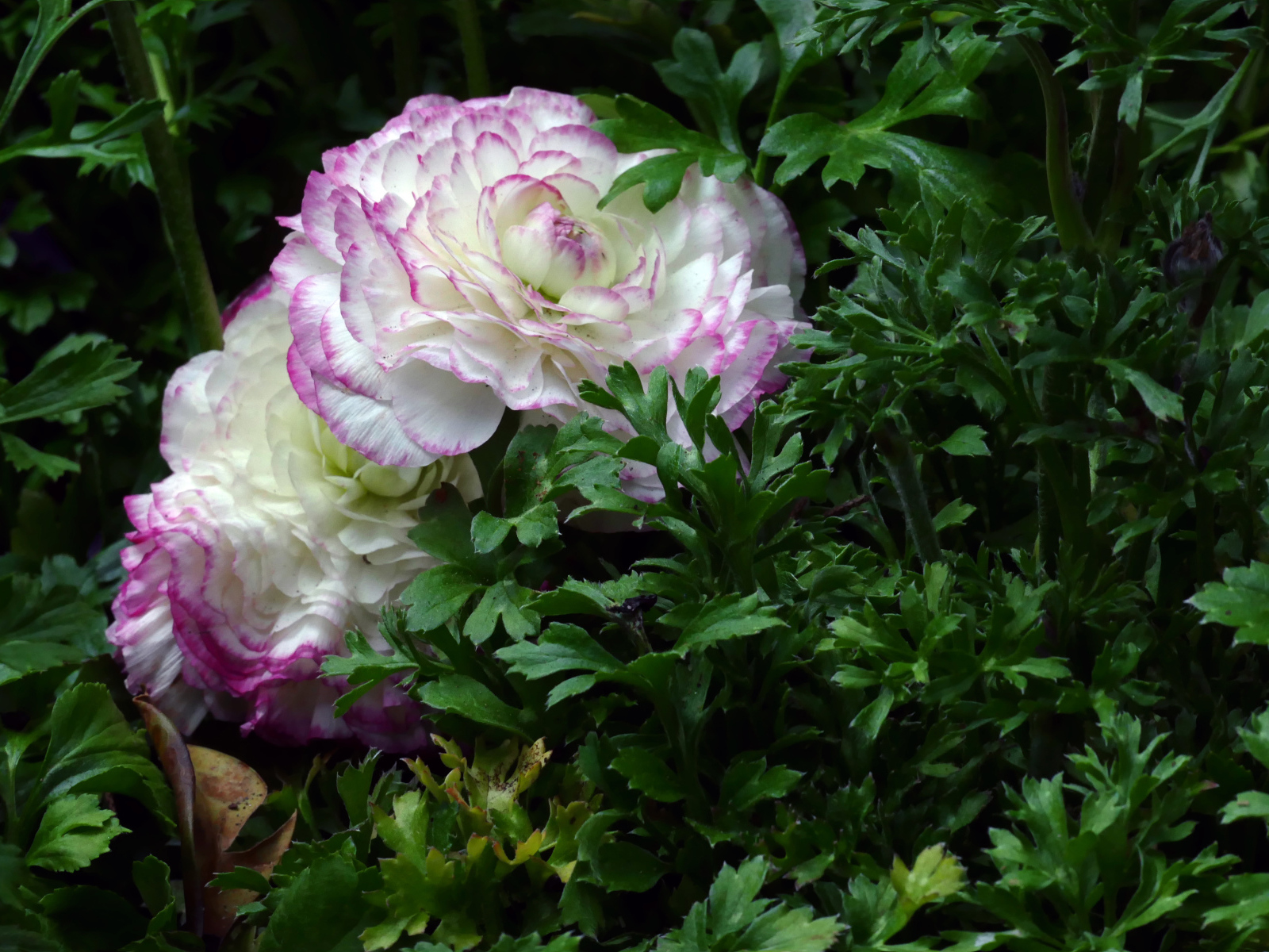 Два красивых цветка лютика в зеленых листьях 