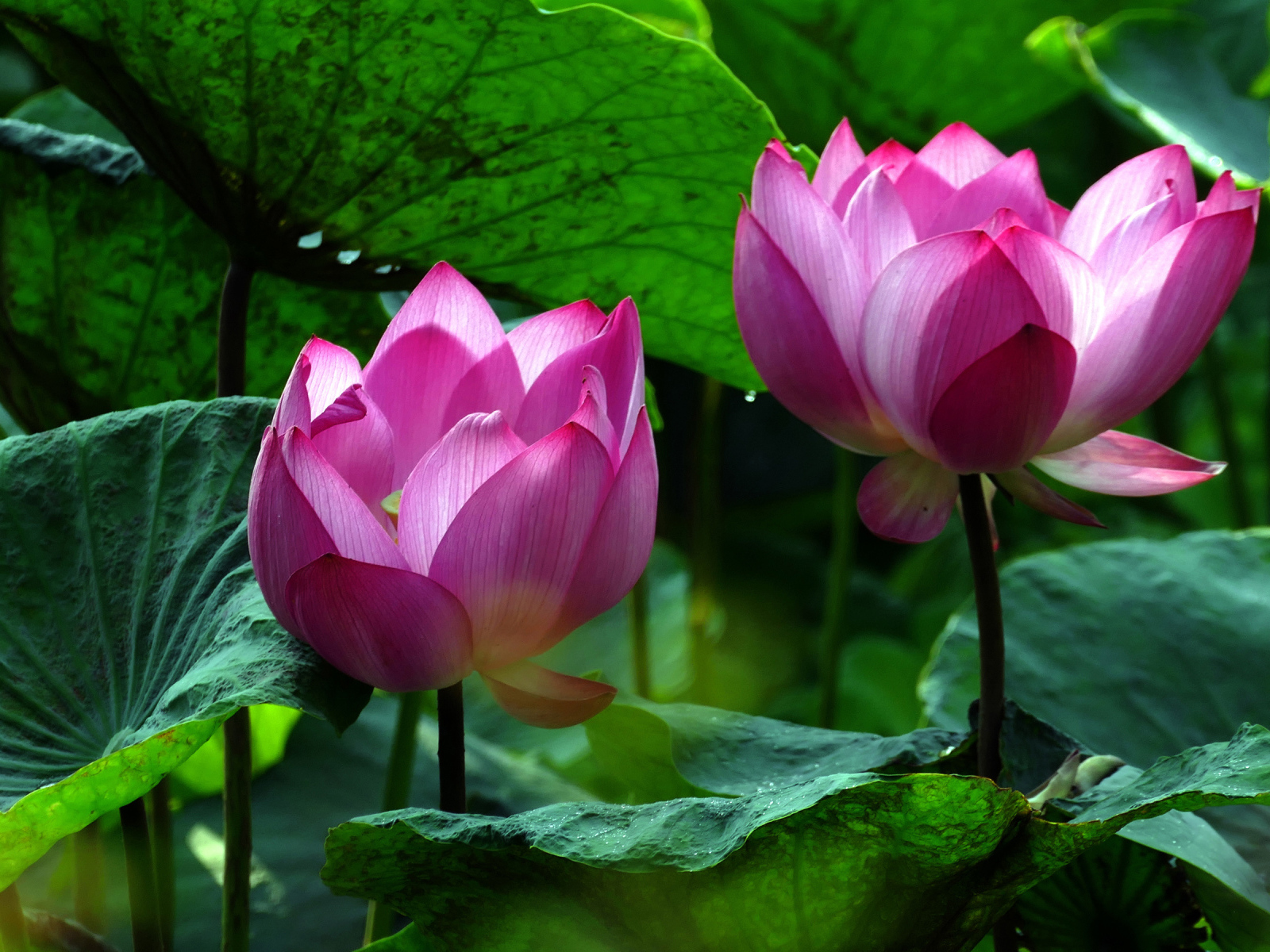 Два красивых розовых цветка водяной лилии в зеленых листьях