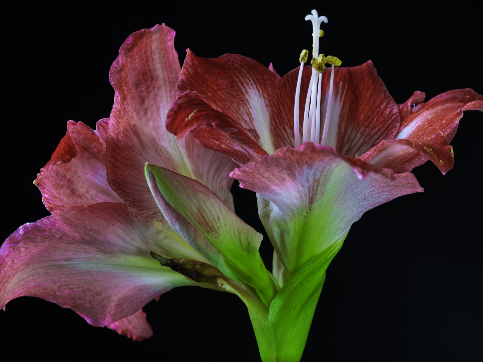 Два красных красивых цветка амариллиса на черном фоне