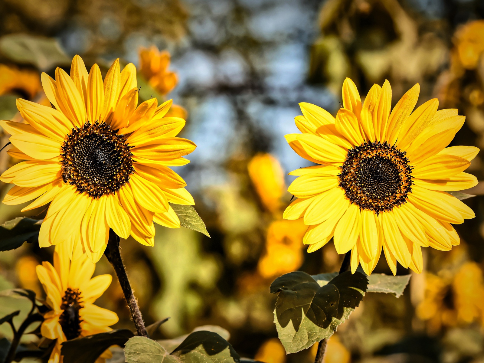 Два желтых цветка подсолнуха крупным планом