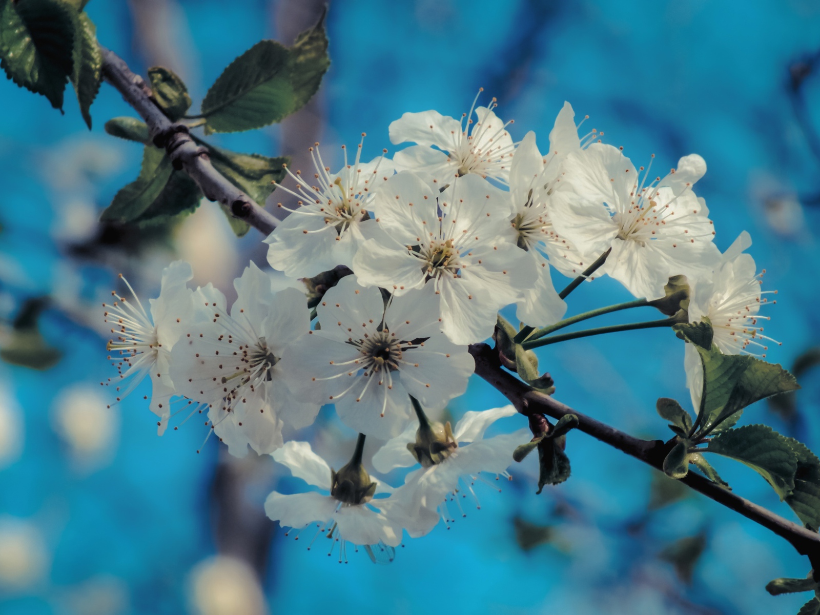 Белые цветы на ветке с зелеными листьями под голубым небом