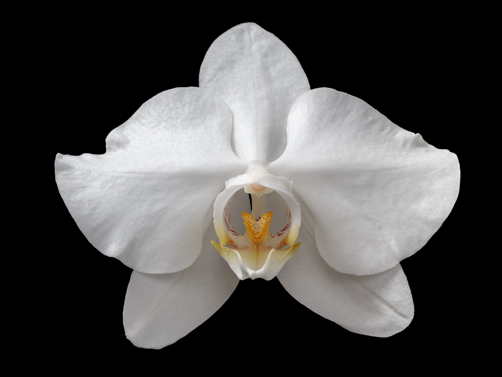 Белая орхидея на черном фоне крупным планом