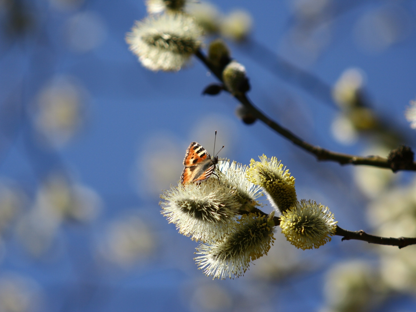 Ветки вербы с бабочкой в лучах солнца