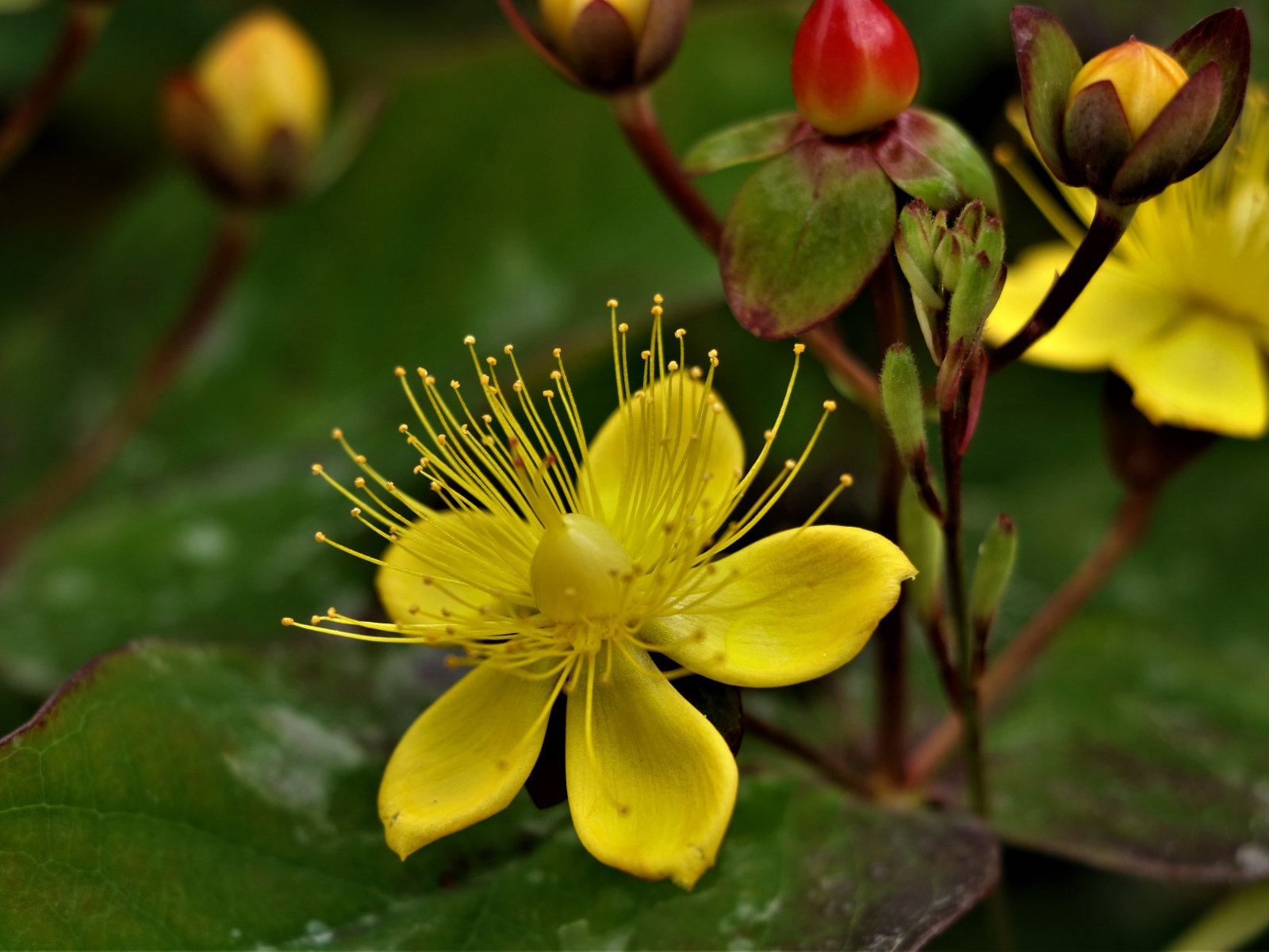 Желтый цветок зверобоя с бутонами 