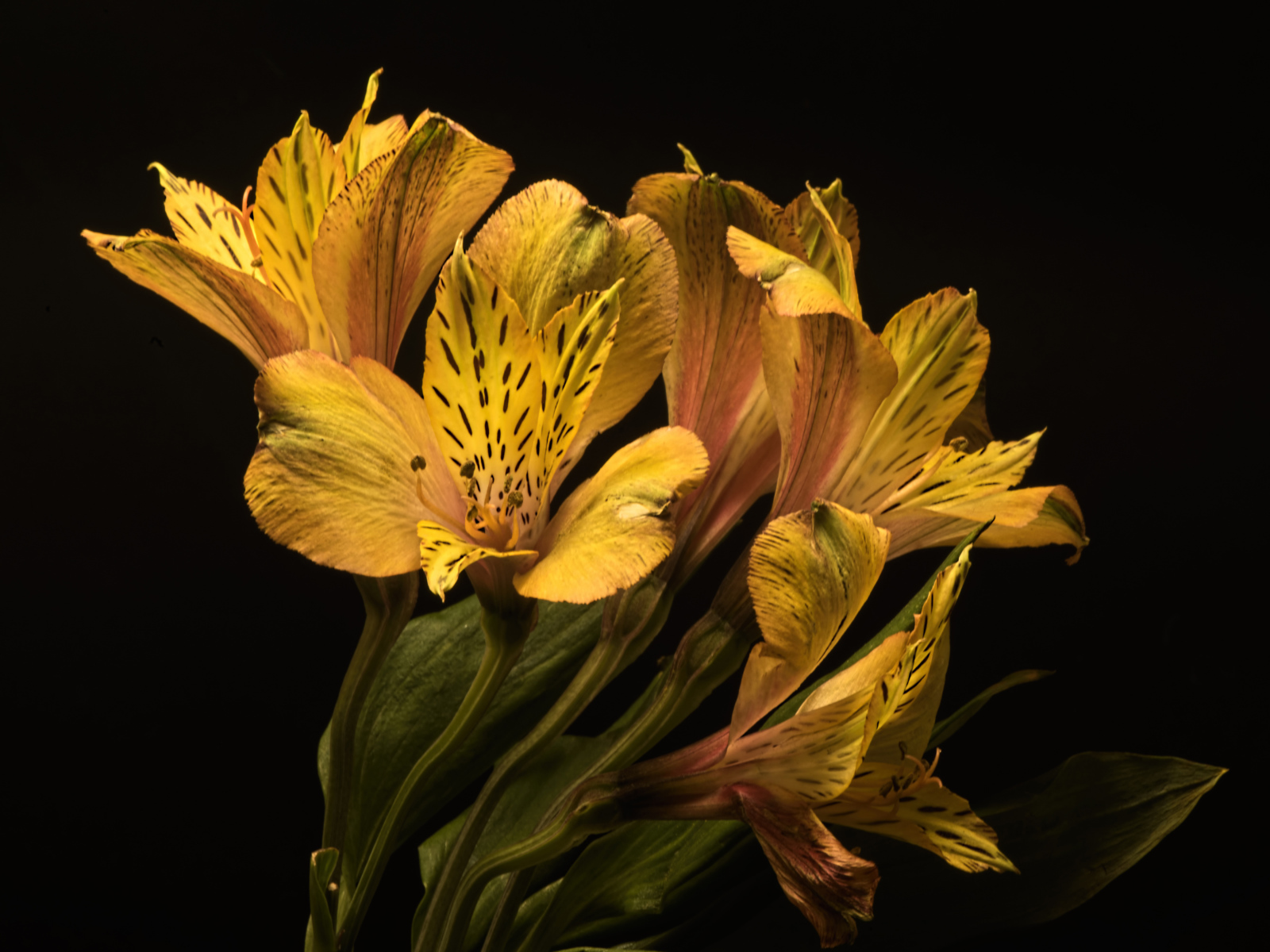 Желтые красивые цветы альстромерия на черном фоне