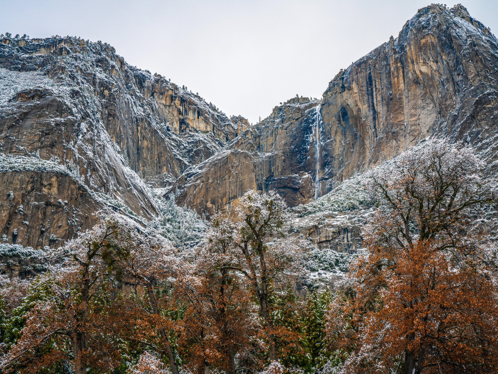 Деревья у высоких заснеженных гор 