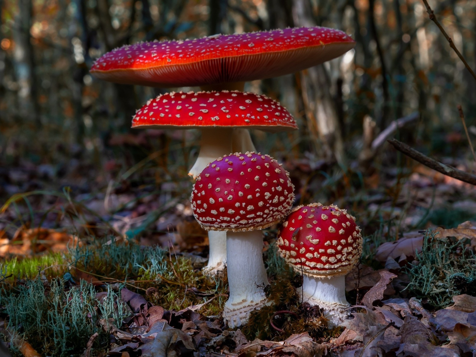 Четыре красных красивых мухомора в лесу